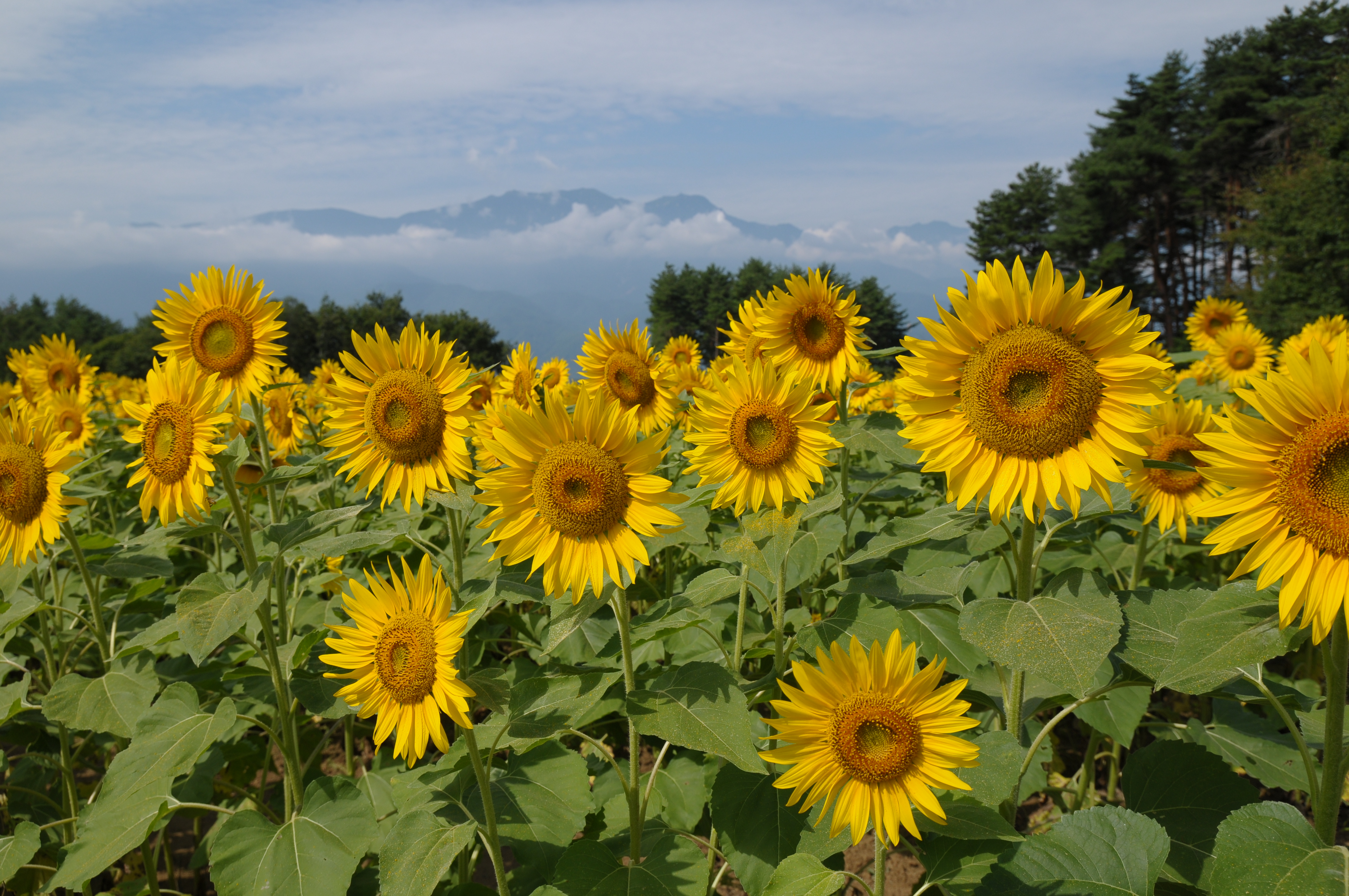 <b>D300 / SP AF 17-50mm F2.8 XR Di II VC / 約5.5MB / 4,288×2,848 / 1/1000秒 / F7.1 / 0EV / ISO200 / WB:晴天 / 20mm</b>