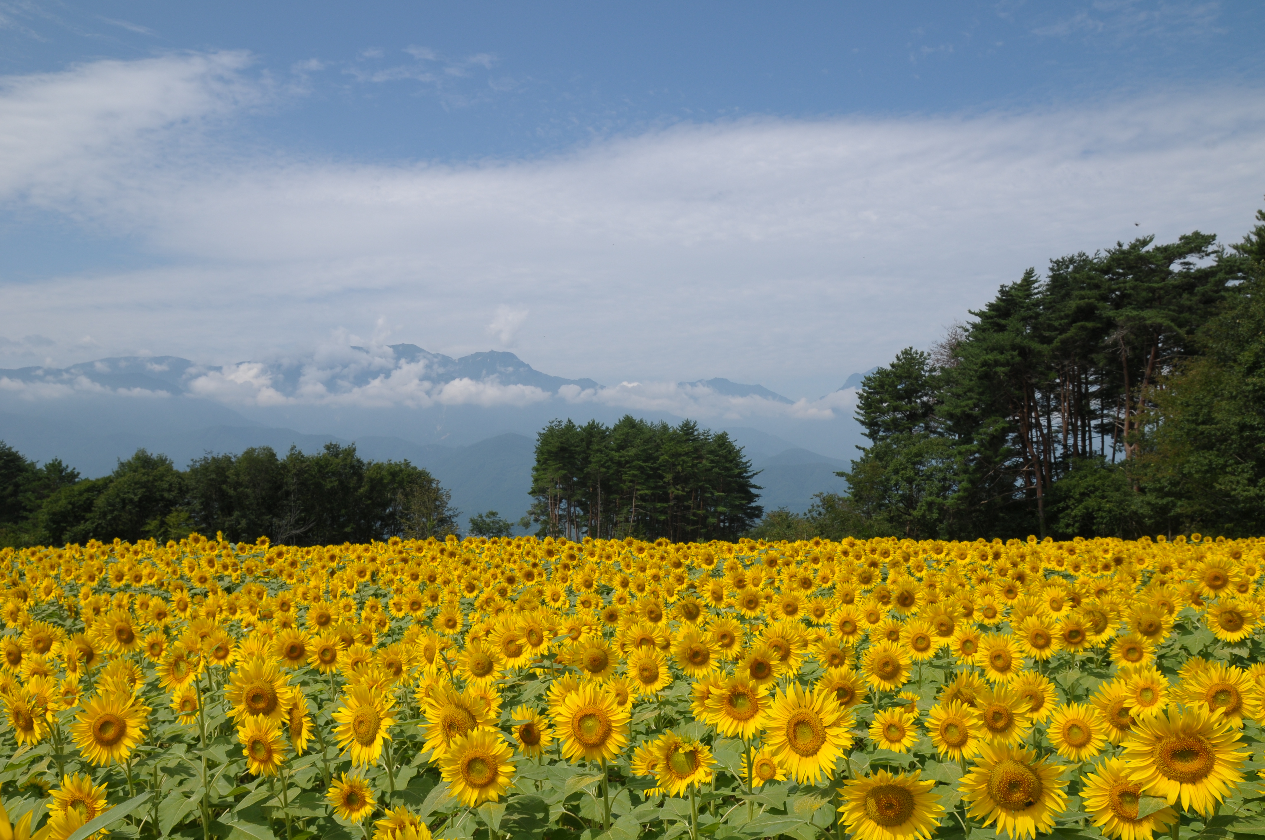 <b>D300 / SP AF 17-50mm F2.8 XR Di II VC / 約5.5MB / 4,288×2,848 / 1/400秒 / F11 / 0EV / ISO200 / WB:晴天 / 20mm</b>