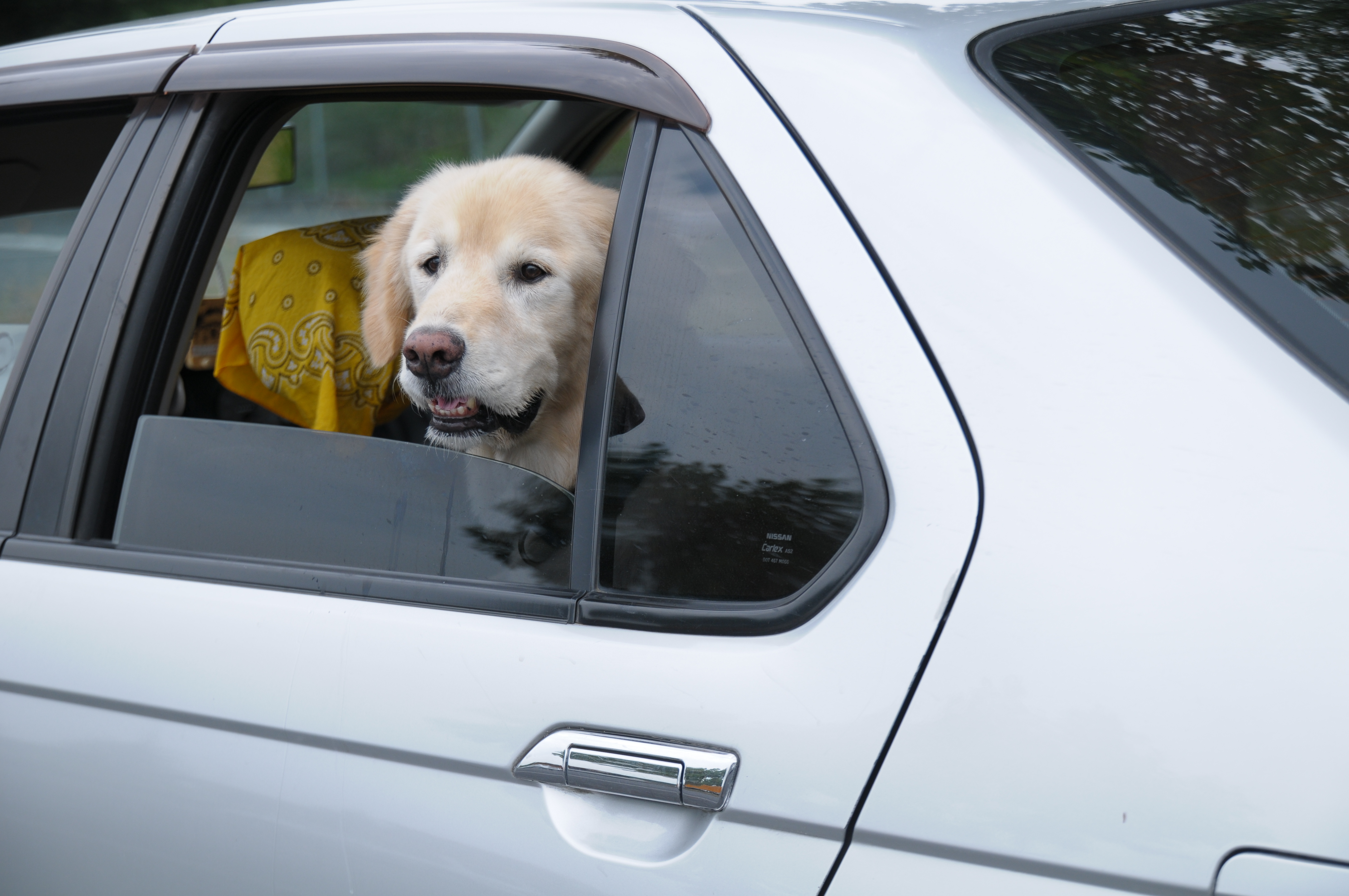 <b>D300 / SP AF 17-50mm F2.8 XR Di II VC / 約3.1MB / 4,288×2,848 / 1/800秒 / F11 / +0.3EV / ISO200 / WB:晴天 / 50mm</b>