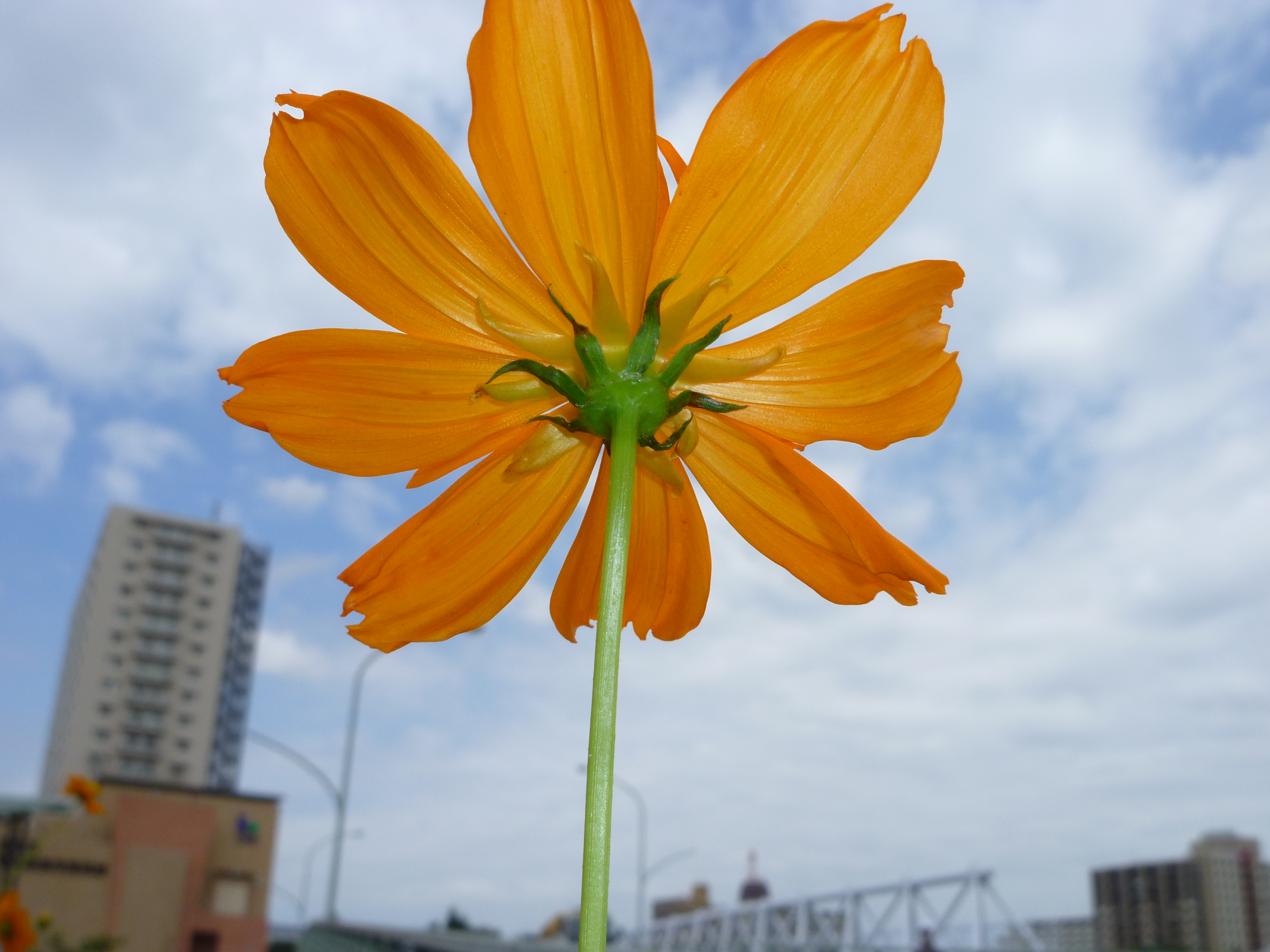 <STRONG>DMC-FX60 / 約4.5MB / 4,000×3,000 / 1/500秒 / F5.6 / 0EV / ISO100 / WB:晴天 / 6.3mm</STRONG>