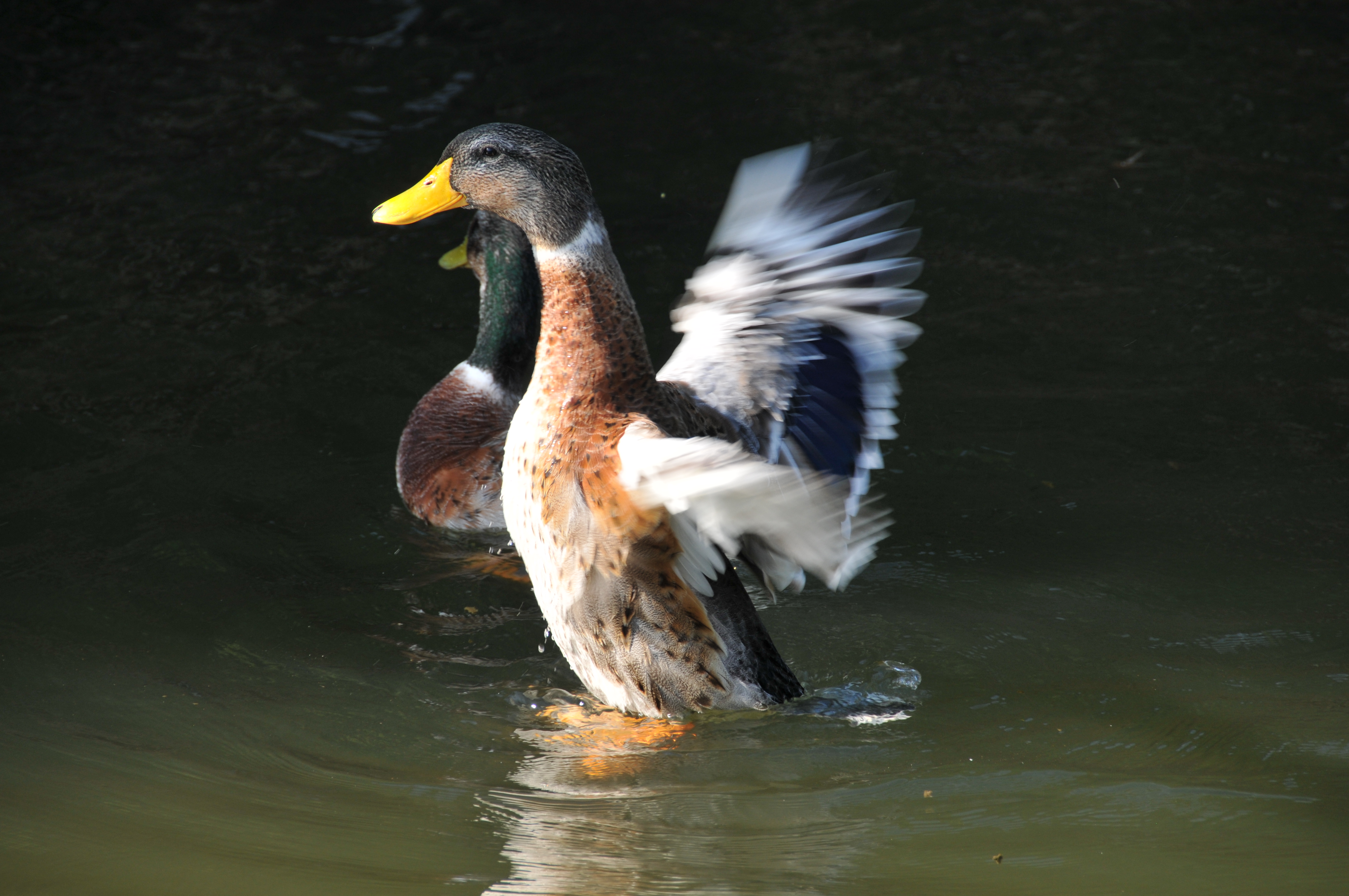 <b>D300 / AF-S DX NIKKOR 18-200mm F3.5-5.6 G ED VR II / 約4.4MB / 4,288×2,848 / 1/200秒 / F7.1 / -0.3EV / ISO200 / WB:晴天 / 200mm</b>