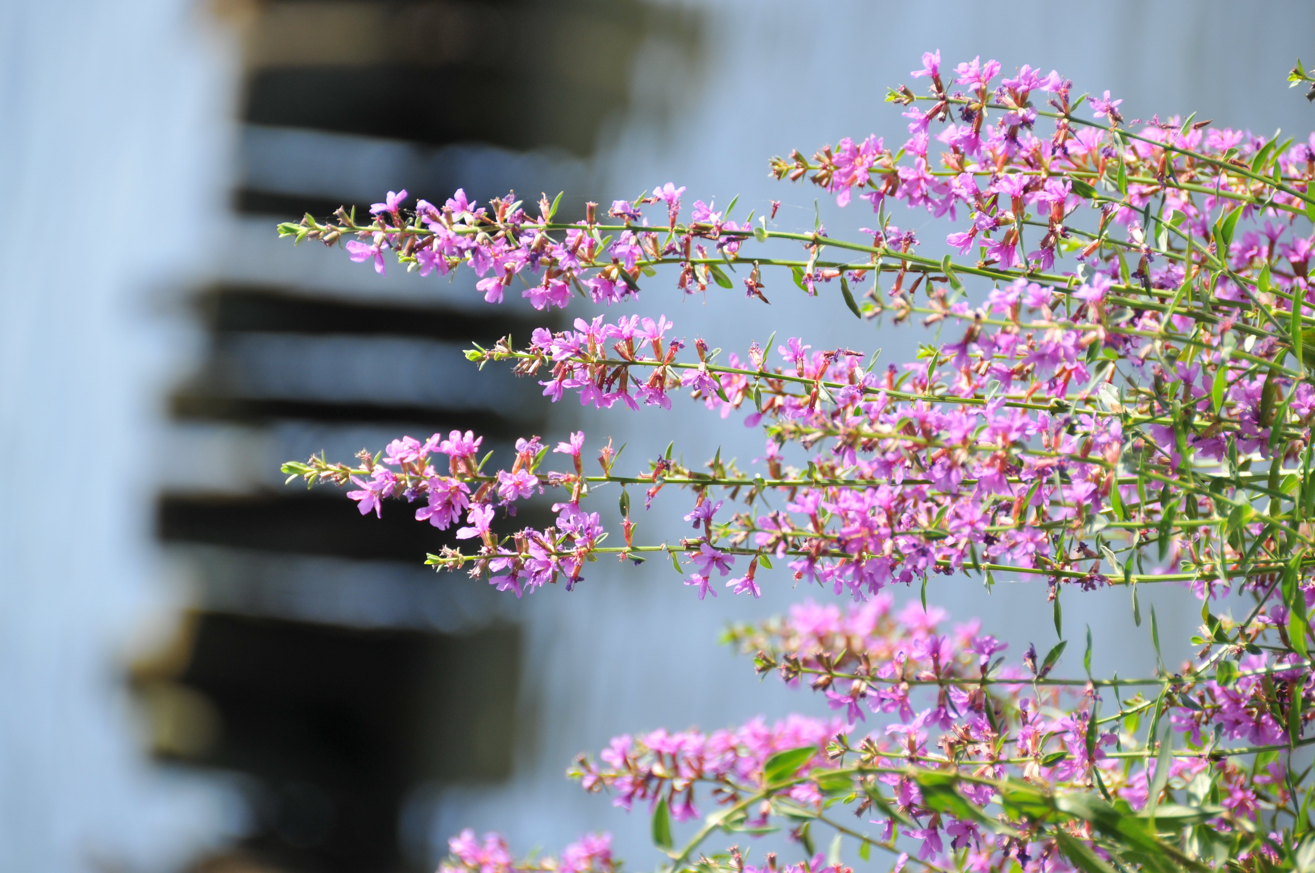 <b>D300 / AF-S DX NIKKOR 18-200mm F3.5-5.6 G ED VR II / 約5.0MB / 2,848×4,288 / 1/250秒 / F5.6 / +0.3EV / ISO200 / WB:晴天 / 200mm</b>