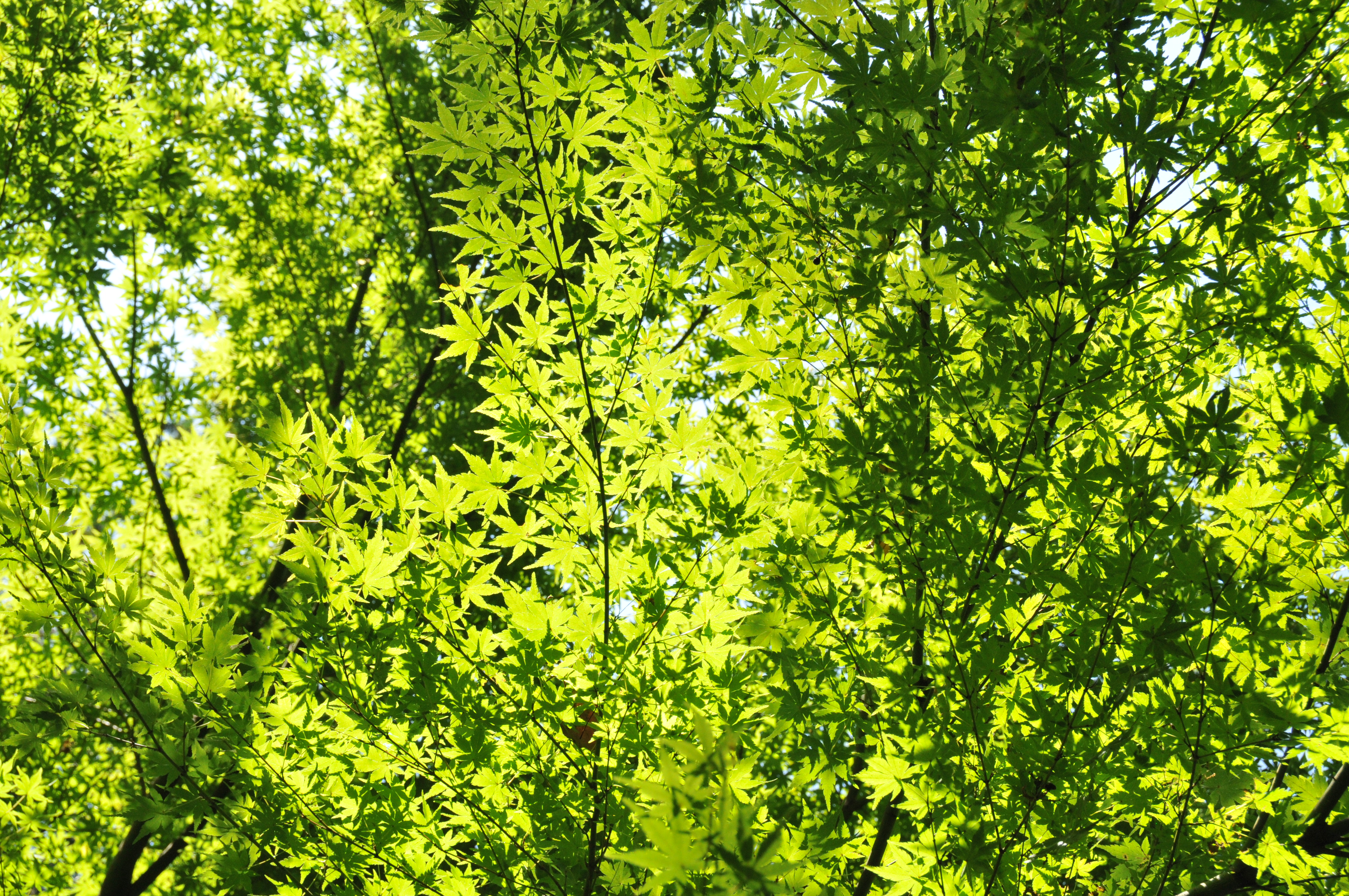 <b>D300 / AF-S DX NIKKOR 18-200mm F3.5-5.6 G ED VR II / 約5.8MB / 2,848×4,288 / 1/320秒 / F9 / +1.3EV / ISO800 / WB:晴天 / 50mm</b>