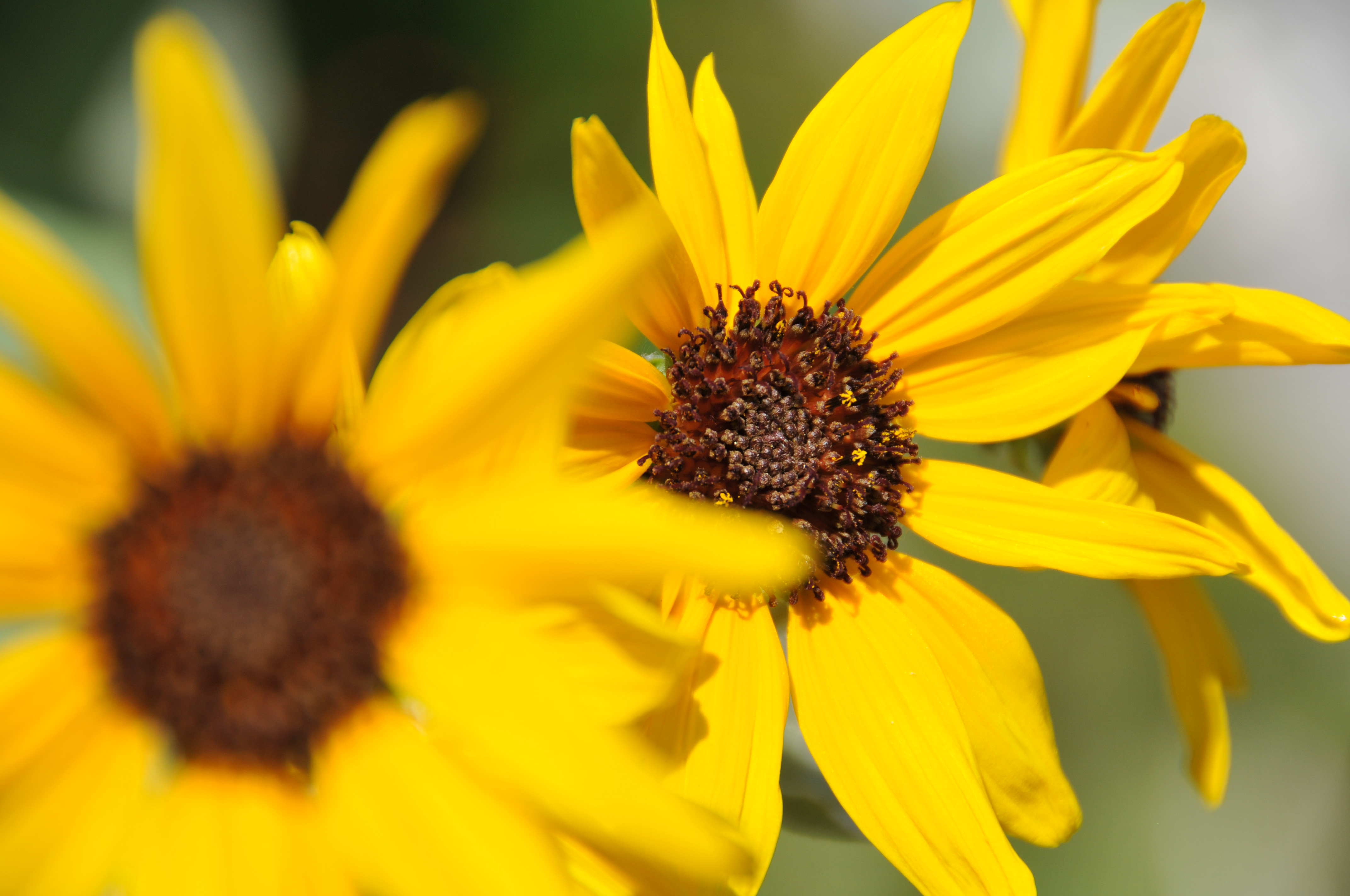 <b>D300 / AF-S DX NIKKOR 18-200mm F3.5-5.6 G ED VR II / 約3.5MB / 4,288×2,848 / 1/800秒 / F5.6 / +0.7EV / ISO200 / WB:晴天 / 200mm</b>