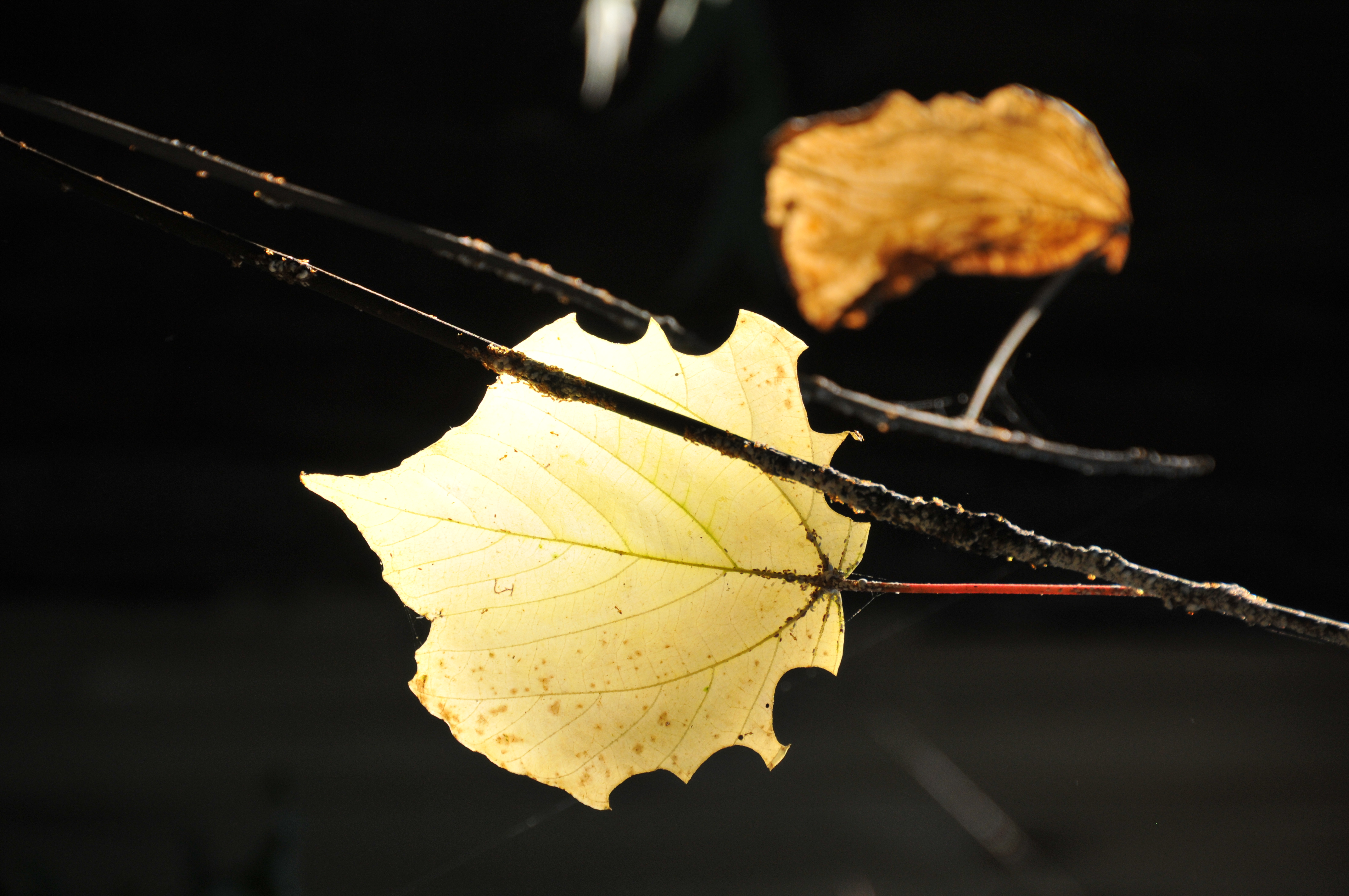 <b>D300 / AF-S DX NIKKOR 18-200mm F3.5-5.6 G ED VR II / 約4.3MB / 2,848×4,288 / 1/160秒 / F6.3 / +1EV / ISO400 / WB:晴天 / 200mm</b>