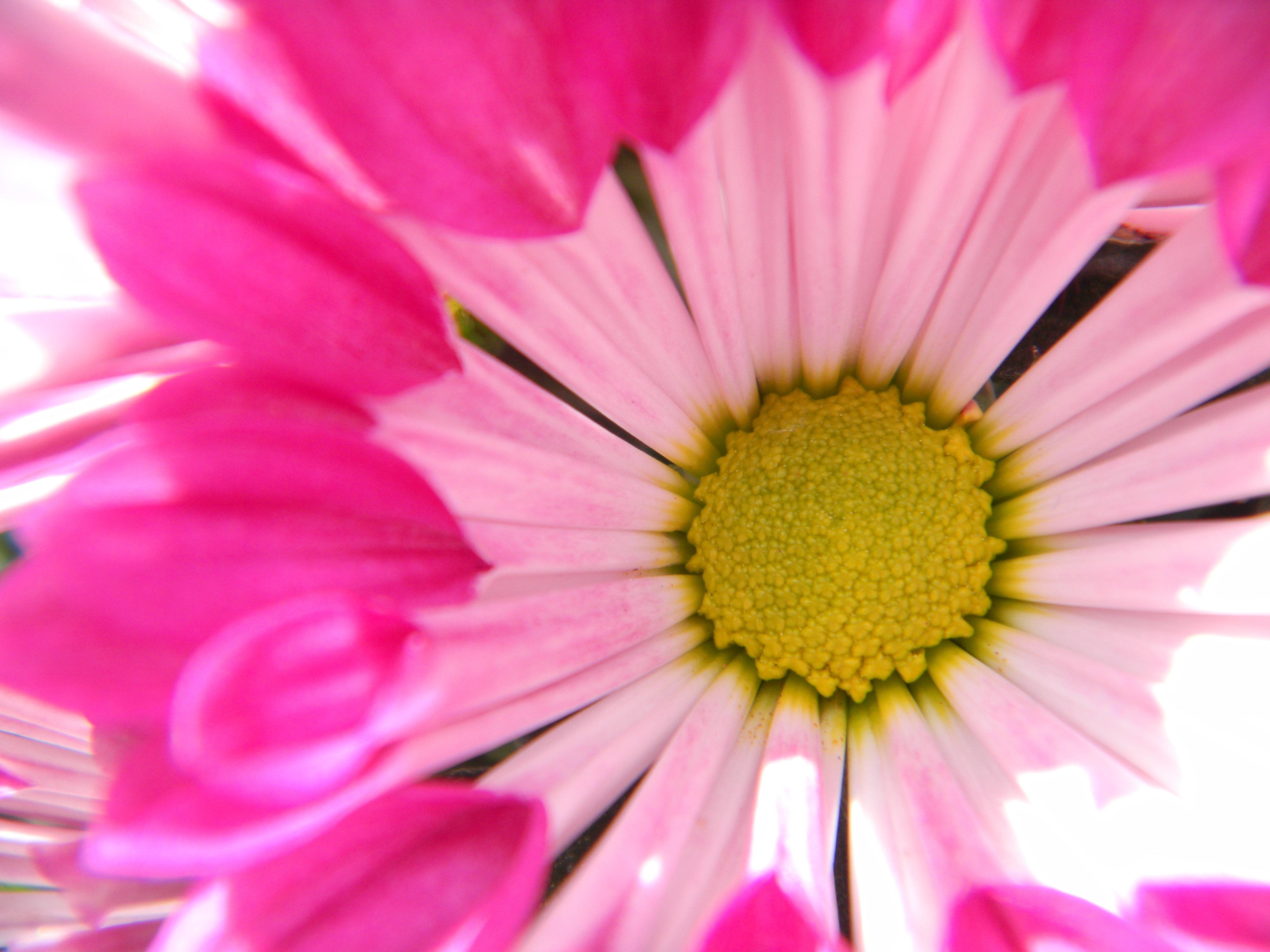 <b>マクロ機能での最短撮影距離はレンズ前3cm。これはめいっぱい寄って撮ったカット<br>4,000×3,000 / 1/163秒 / F4 / ＋0.3EV / ISO80 / WB:オート / 6.9mm（39mm相当）</b>