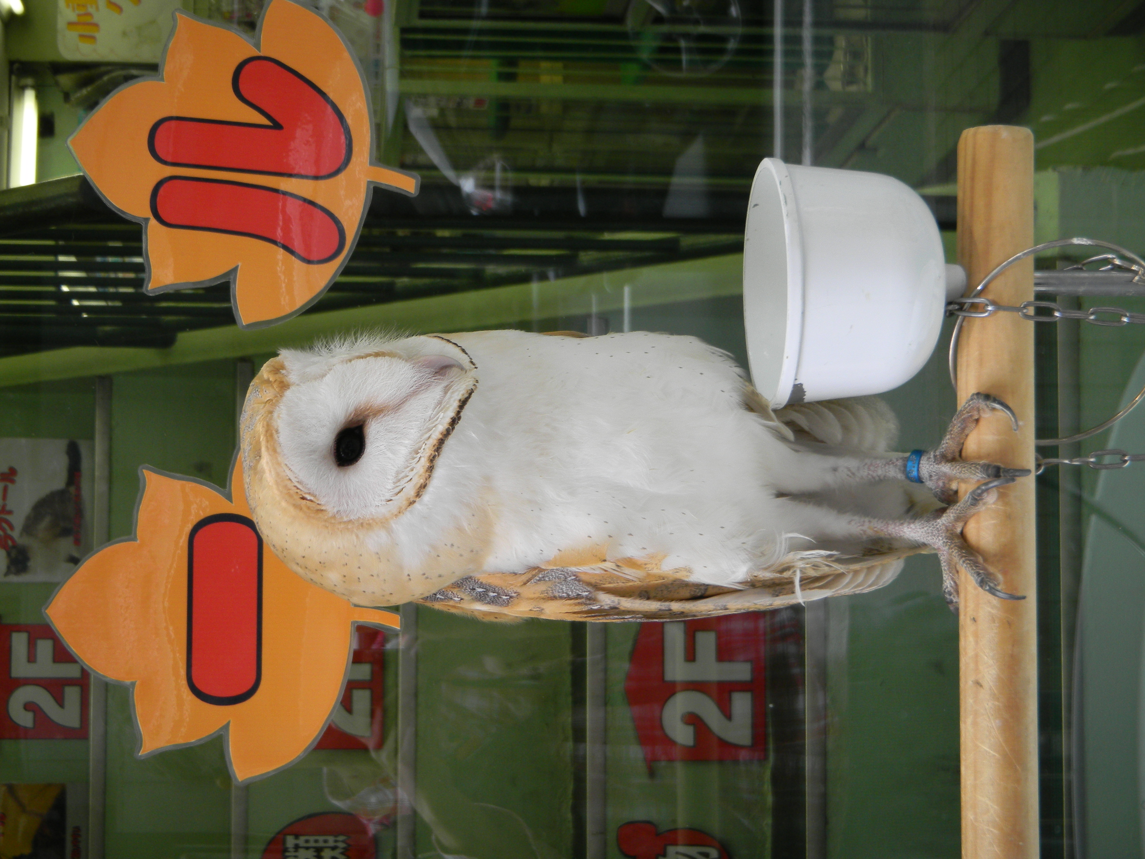 <b>セール中のペットショップの店先にいたメンフクロウ。顔がハート型なのが特徴。辞書によると、おもにネズミを食べるらしい<br>4,000×3,000 / 1/33秒 / F4.8 / 0EV / ISO80 / WB:オート / 14.9mm（83mm相当）</b>