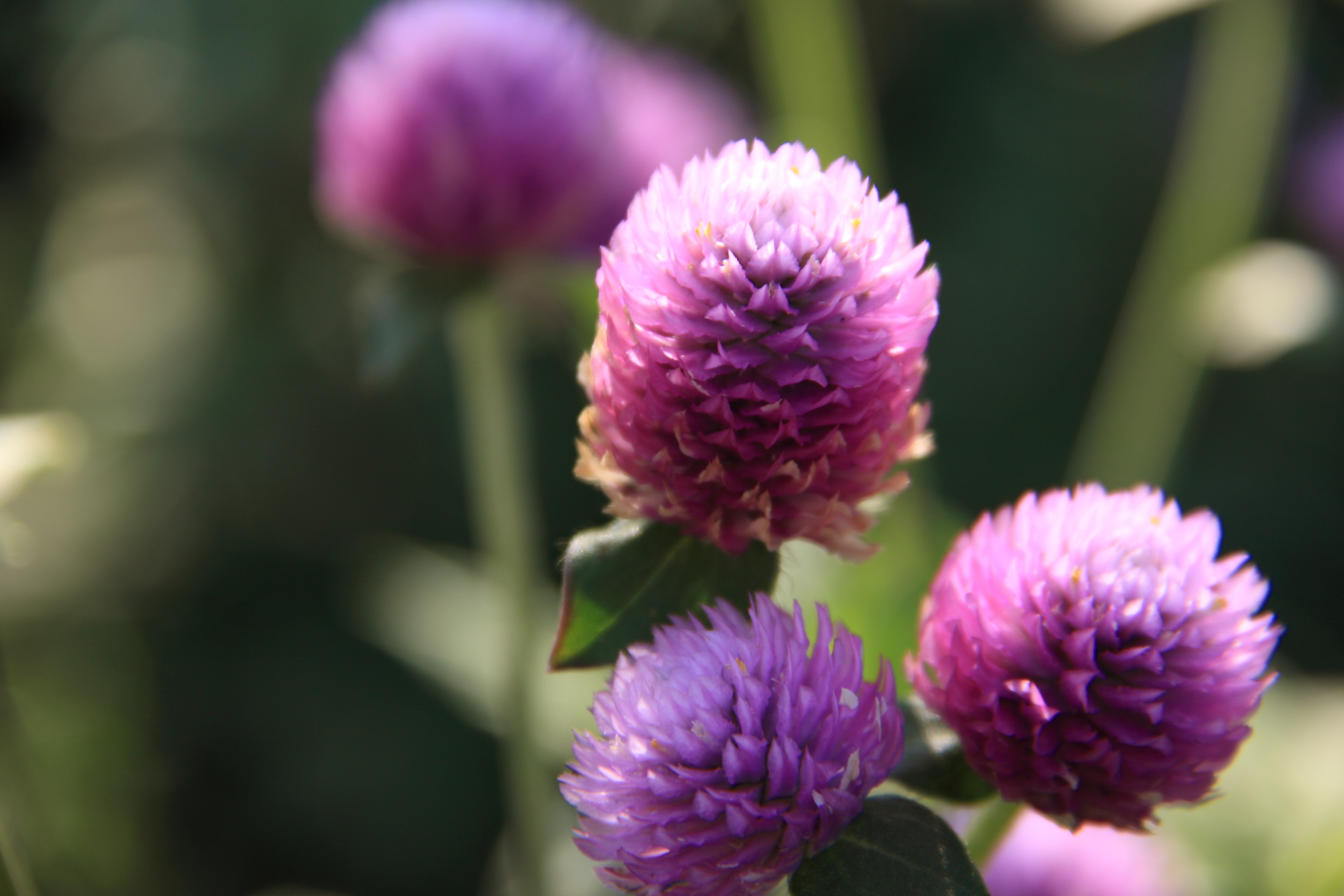 <b>sRAW1（3,267×2,178ピクセル）</b>