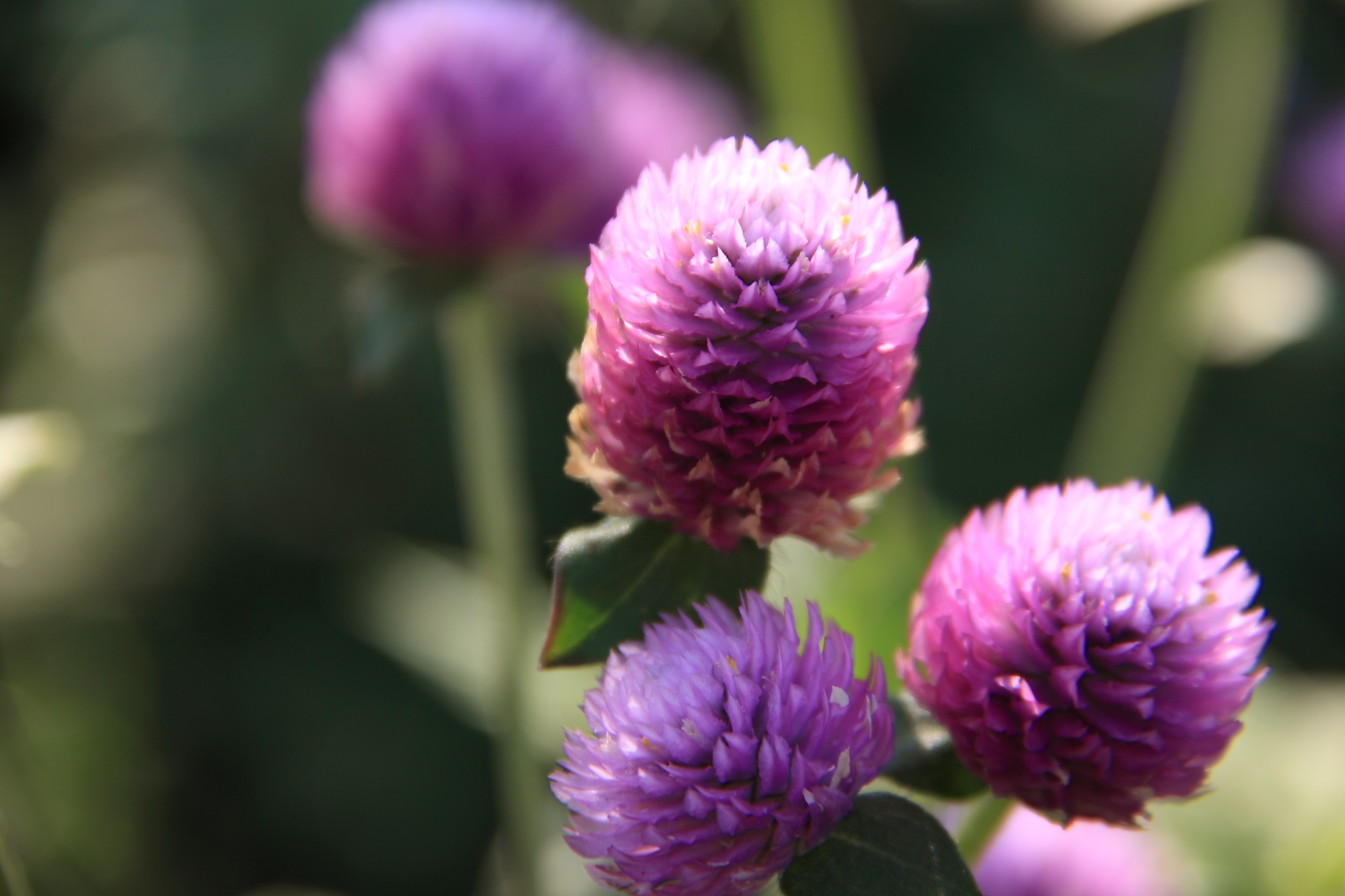 <b>sRAW2（2,376×1,584ピクセル）</b>