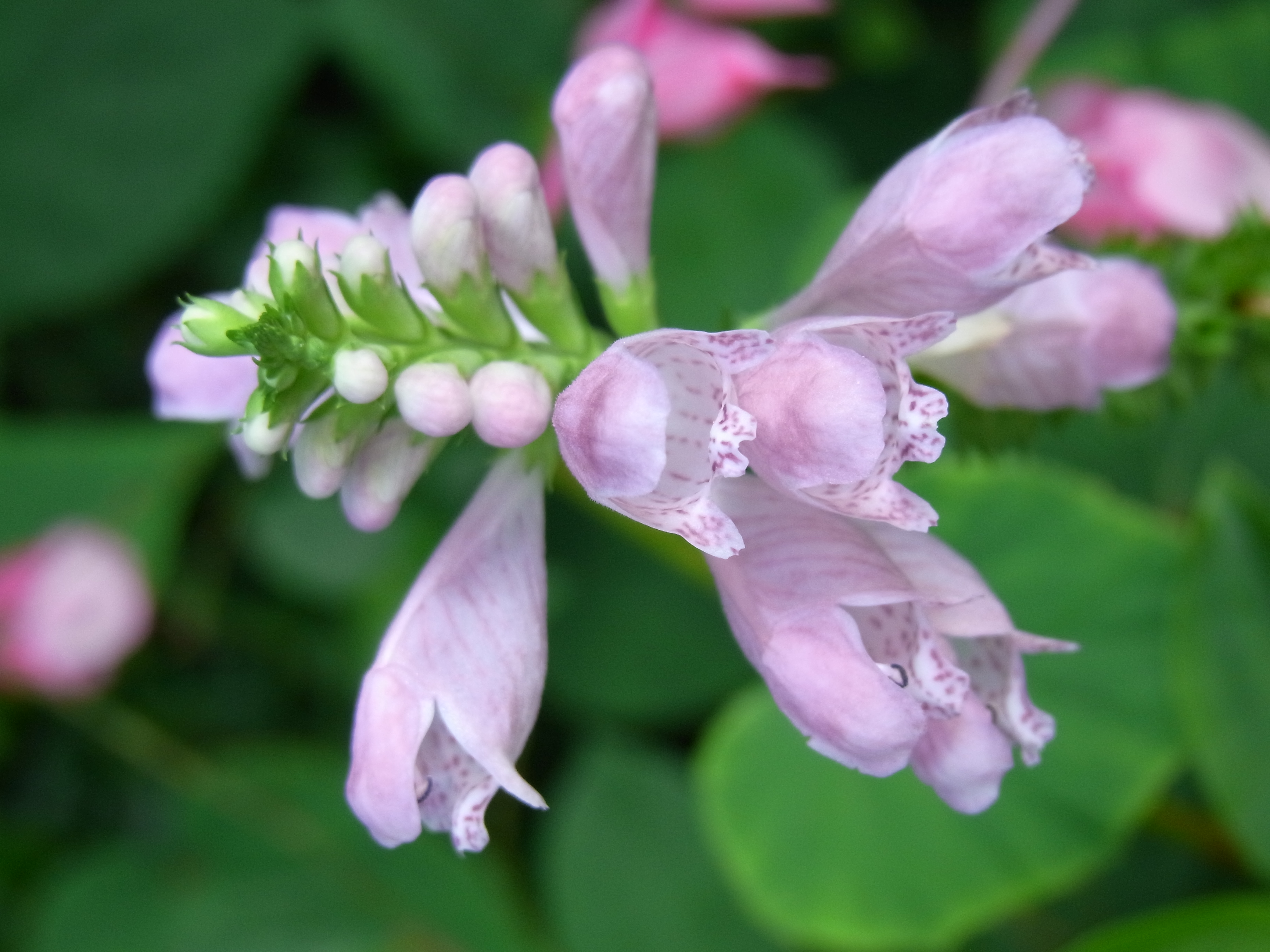 <b>2,592×3,456 / 1/68秒 / F4.5 / 0EV / ISO109 / プログラムAE / WB:オート / 12.2mm</b>