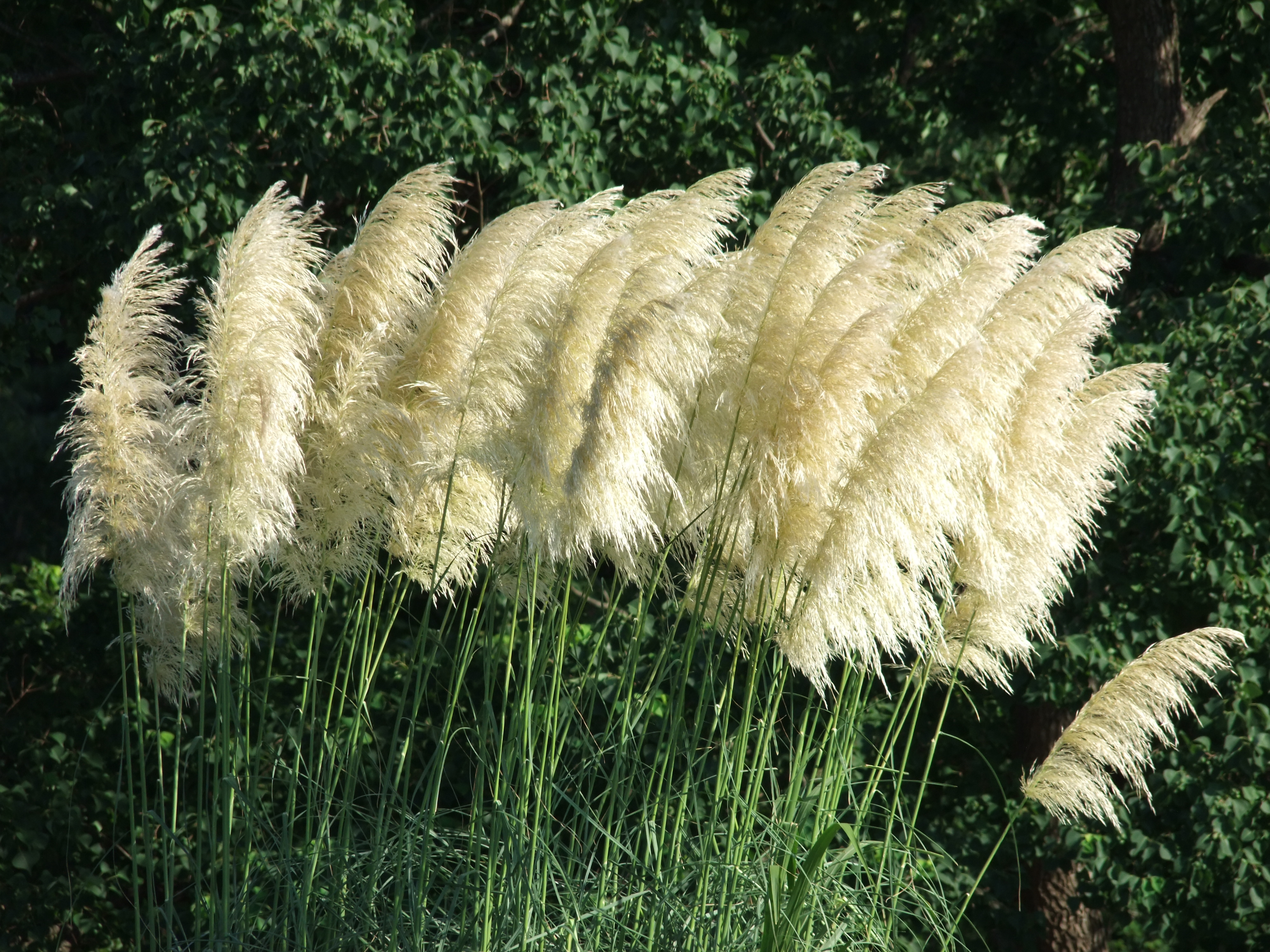 <b>望遠端<br>FinePix S200EXR / 約4.4MB / 4,000×3,000 / 1/340秒 / F5.3 / -0.3EV / ISO100 / WB:オート / 101.5mm</b>