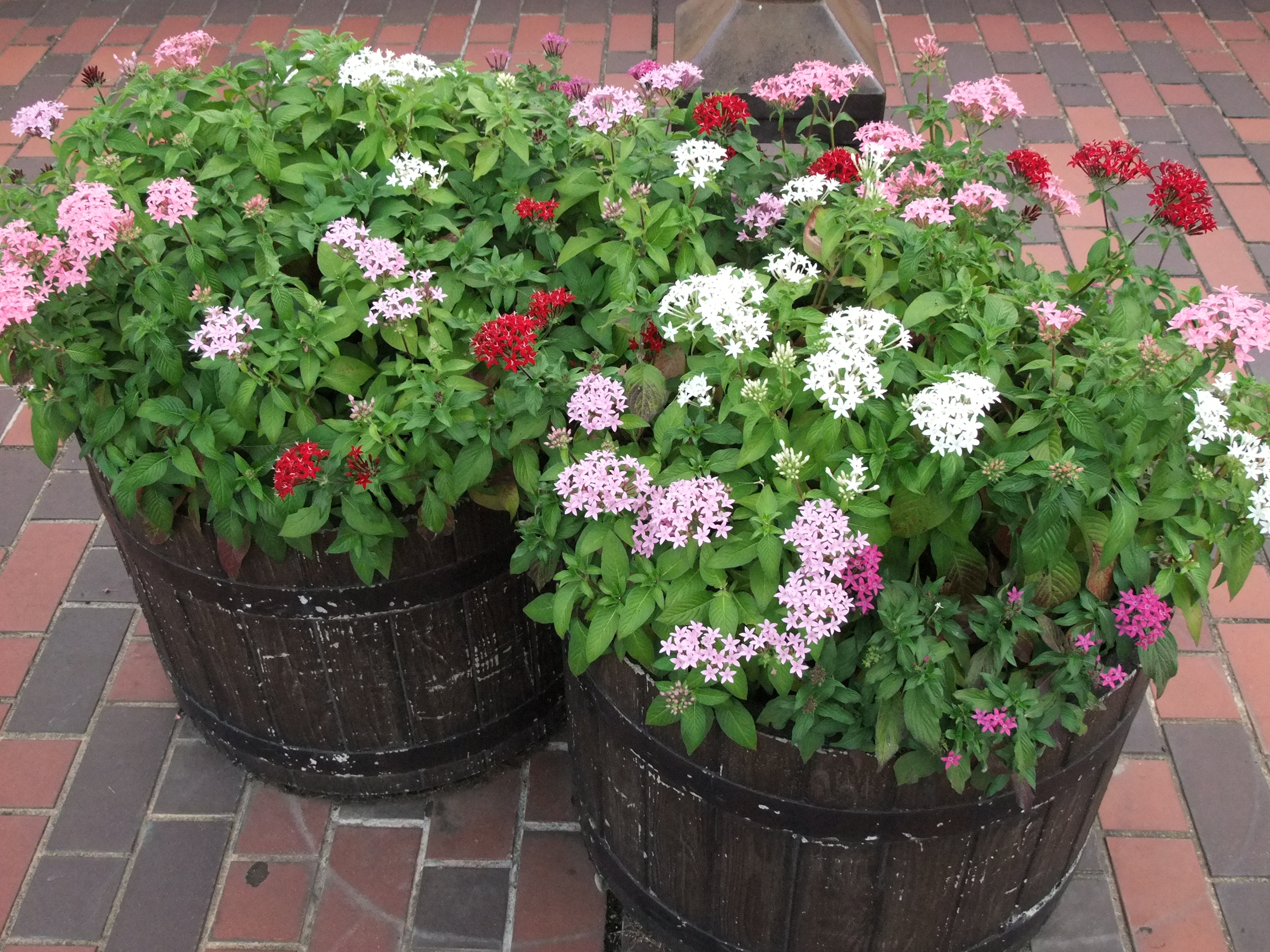 <b>FinePix S200EXR / 約2.7MB / 2,816×2,112 / 1/105秒 / F4 / -0.3EV / ISO800 / WB:日陰 / 8.7mm</b>