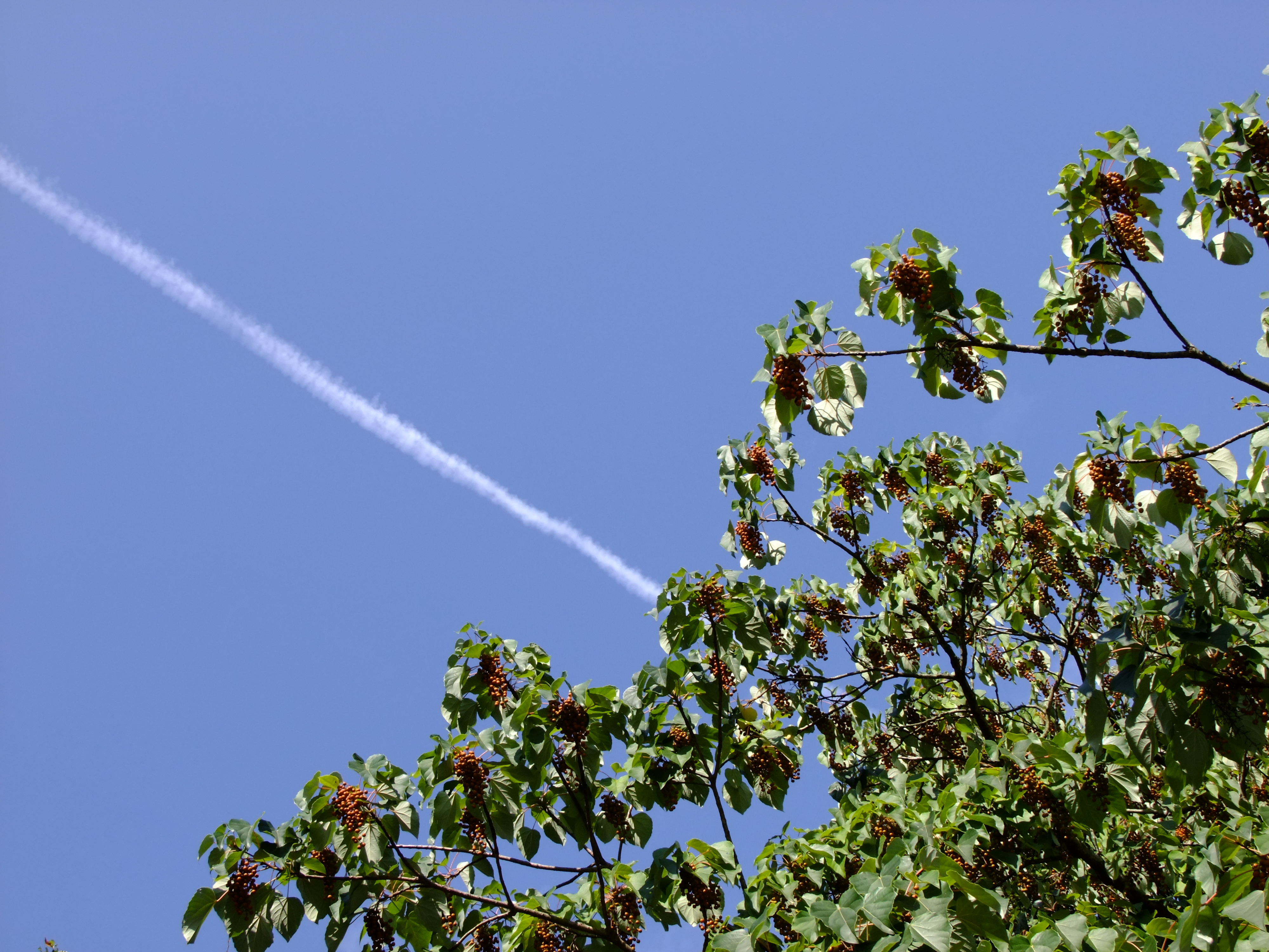 <b>フィルムシミュレーション：Velvia</b>