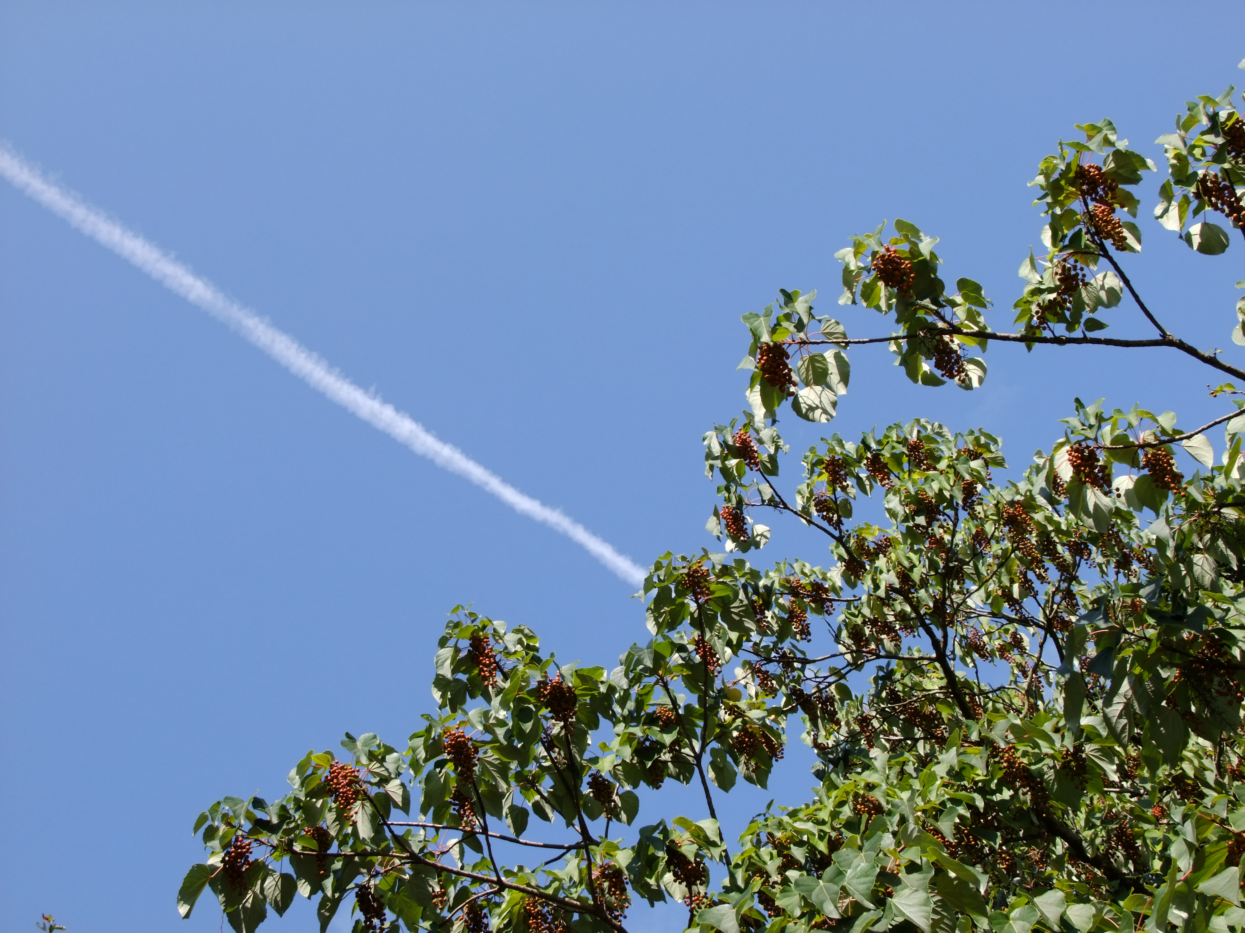 <b>フィルムシミュレーション：ASTIA</b>