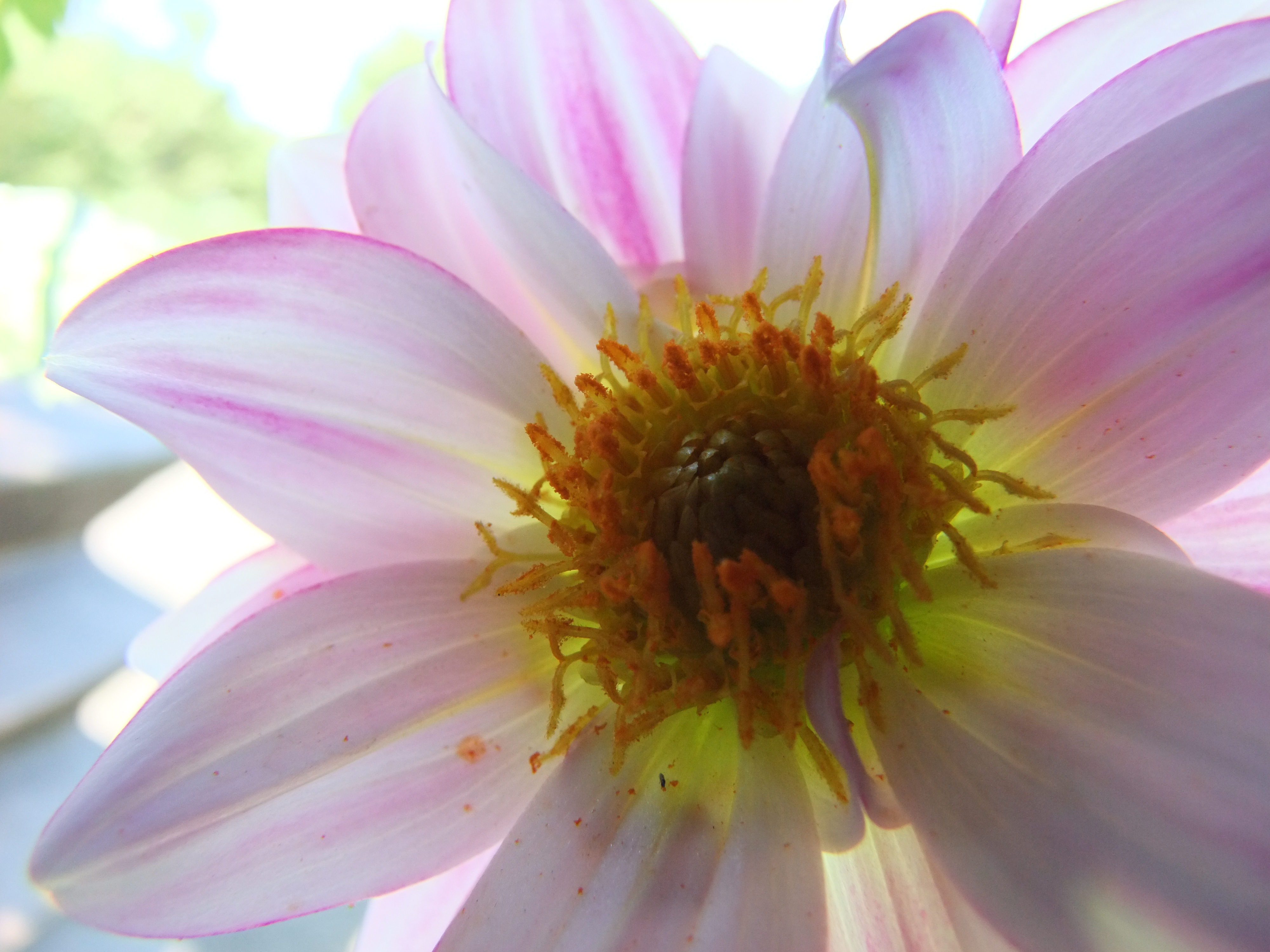 <b>FinePix S200EXR / 約3.7MB / 4,000×3,000 / 1/100秒 / F4 / +1EV / ISO400 / WB:オート / 7.1mm（スーパーマクロ）</b>