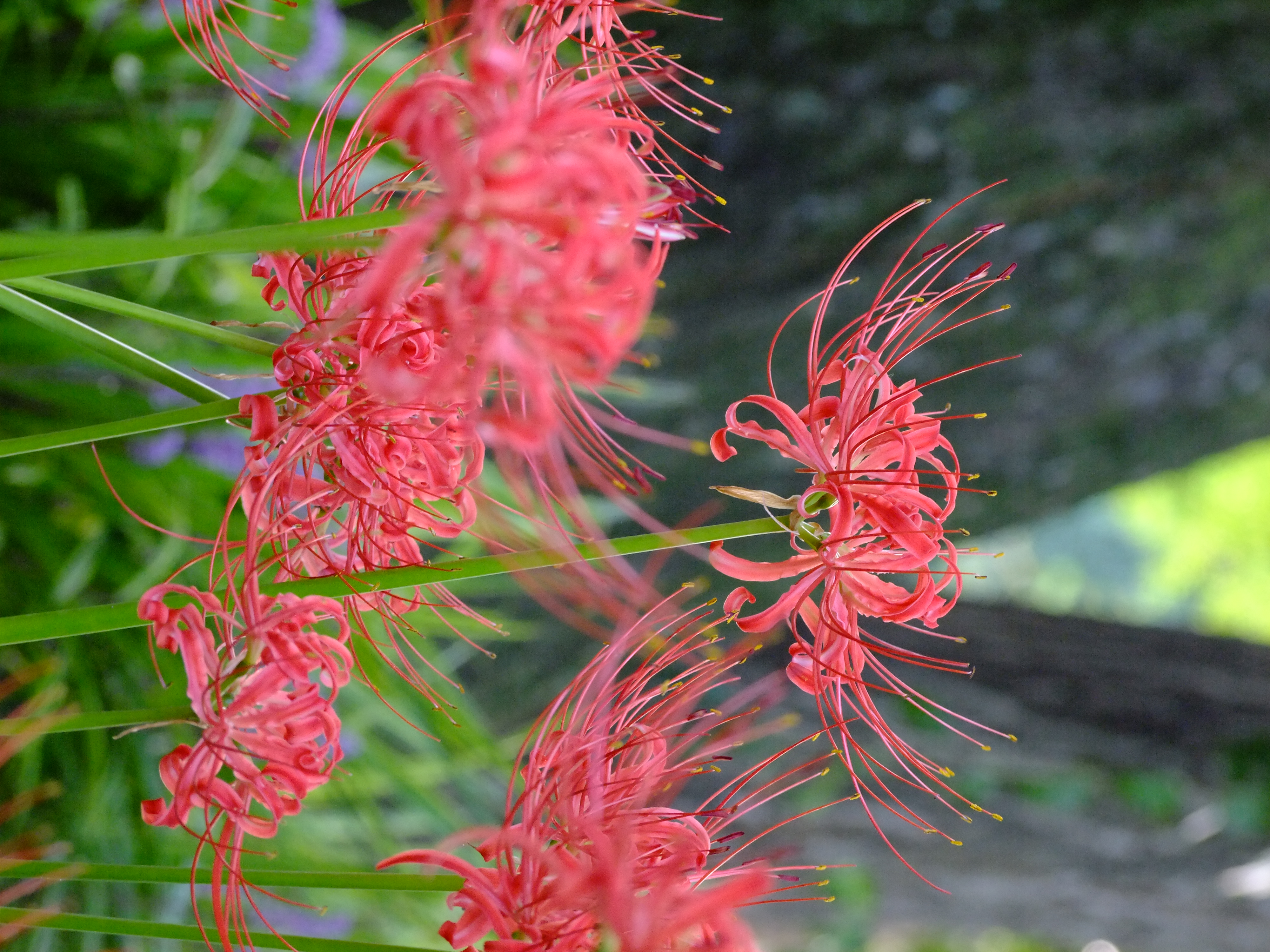 <b>FinePix S200EXR / 約4.1MB / 3,000×4,000 / 1/20秒 / F4.6 / -0.3EV / ISO400 / WB:オート / 56.2mm（フィルムシミュレーション：Velvia）</b>