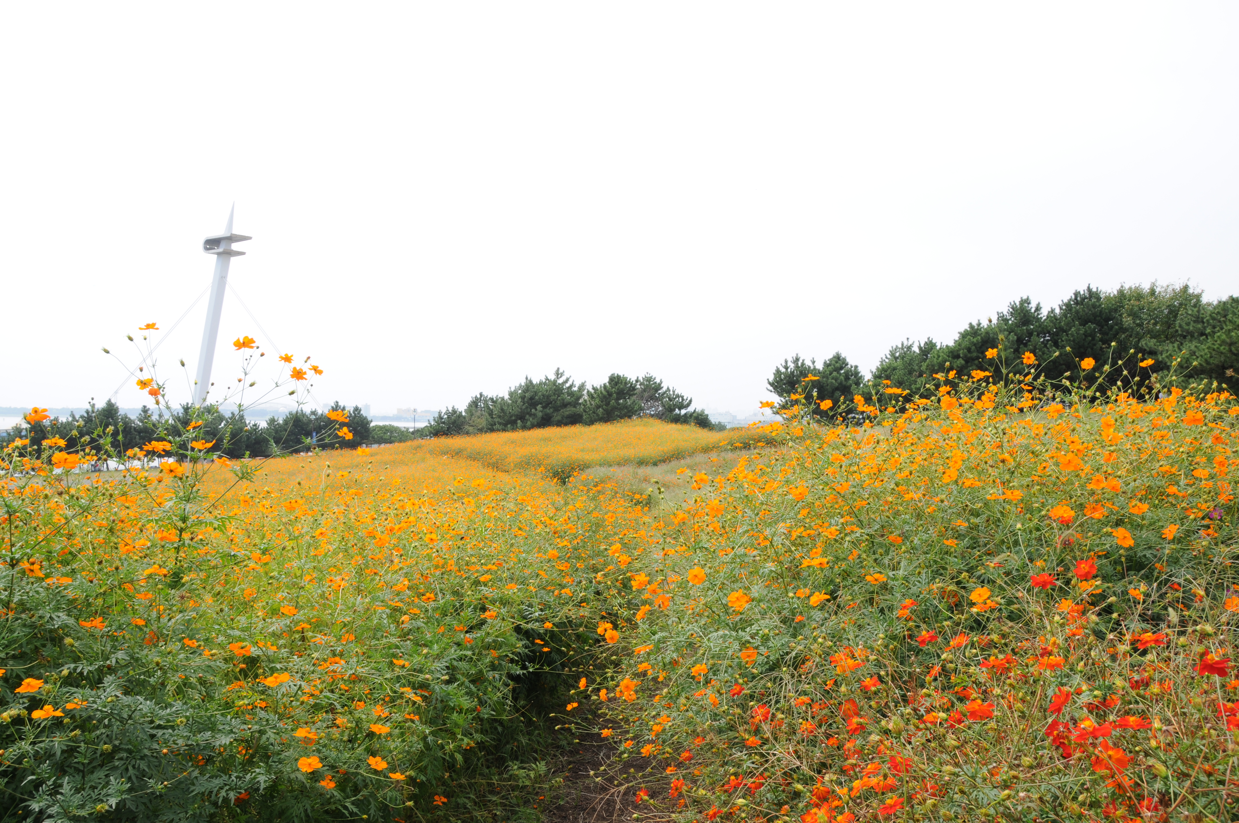 <b>D300 / AF-S DX NIKKOR 18-200mm F3.5-5.6 G ED VR II / 4,288×2,848 / 1/100秒 / F11 / +1.0EV / ISO200 / WB：晴天 / 18mm（27mm相当）</b>