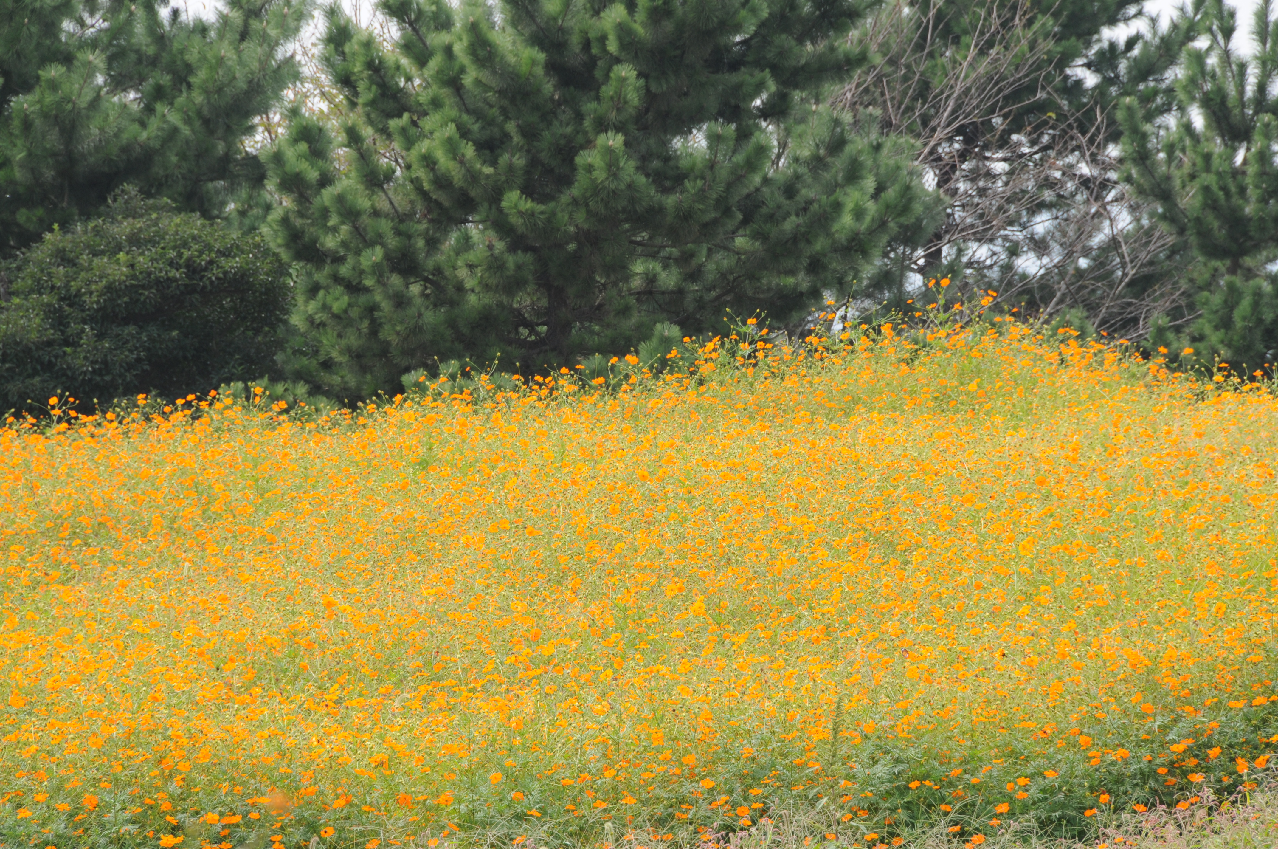 <b>D300 / AF-S DX NIKKOR 18-200mm F3.5-5.6 G ED VR II / 4,288×2,848 / 1/100秒 / F11 / -0.3EV / ISO200 / WB：晴天 / 200mm（300mm相当）</b>