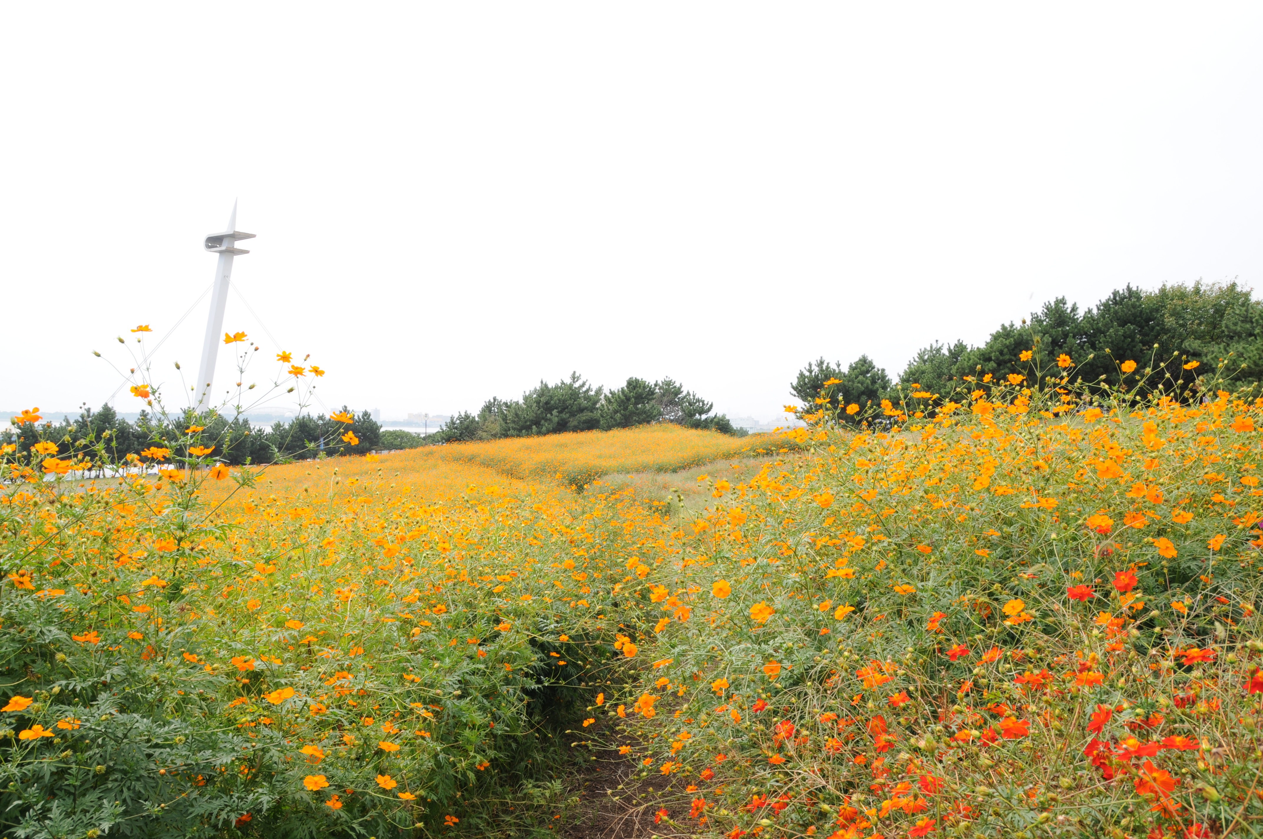 <b>D300 / 18-250mm F3.5-6.3 DC OS HSM / 4,288×2,848 / 1/100秒 / F11 / +0.7EV / ISO200 / WB：晴天 / 18mm（27mm相当）</b>