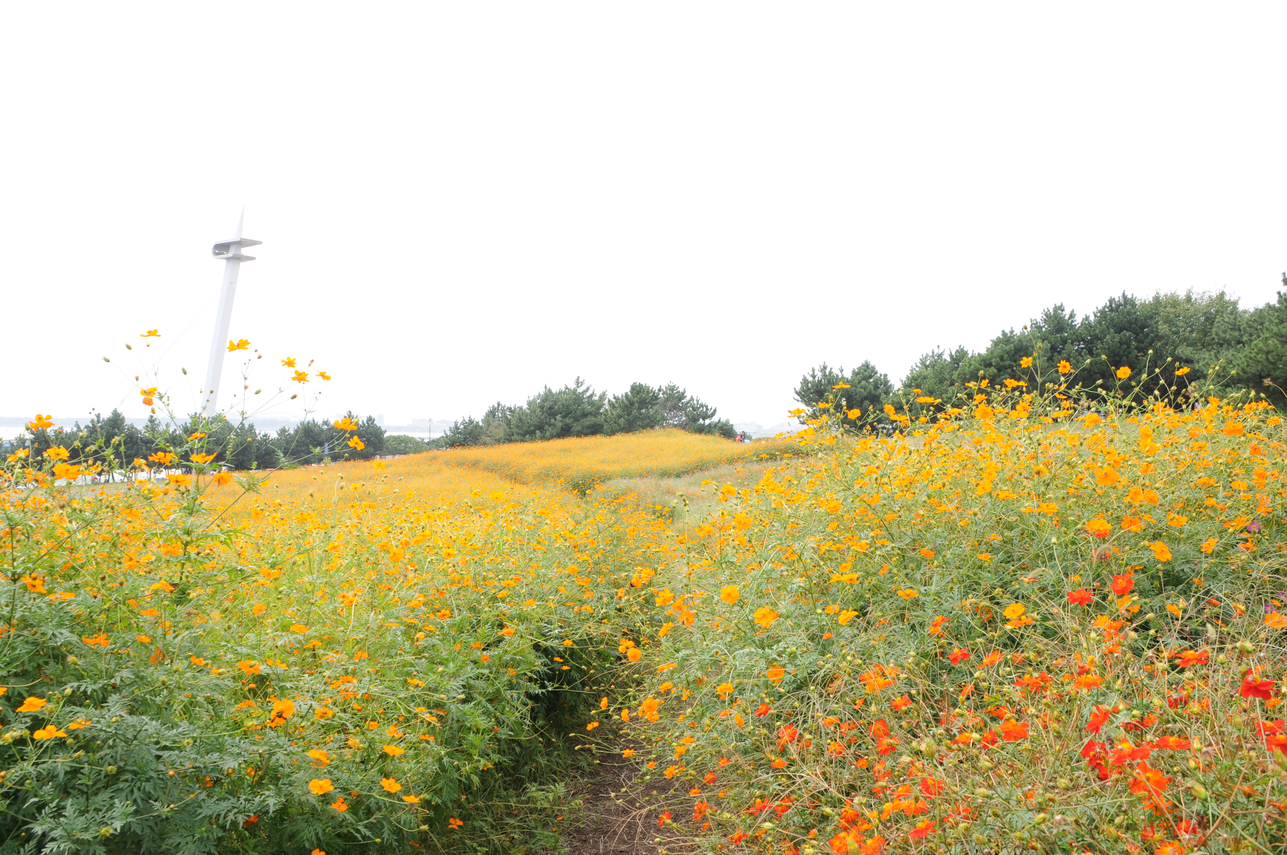 <b>D300 / AF 18-270mm F3.5-6.3 Di II VC LD Aspherical [IF] Macro / 4,288×2,848 / 1/100秒 / F11 / +1.0EV / ISO200 / WB：晴天 / 18mm（27mm相当）</b>