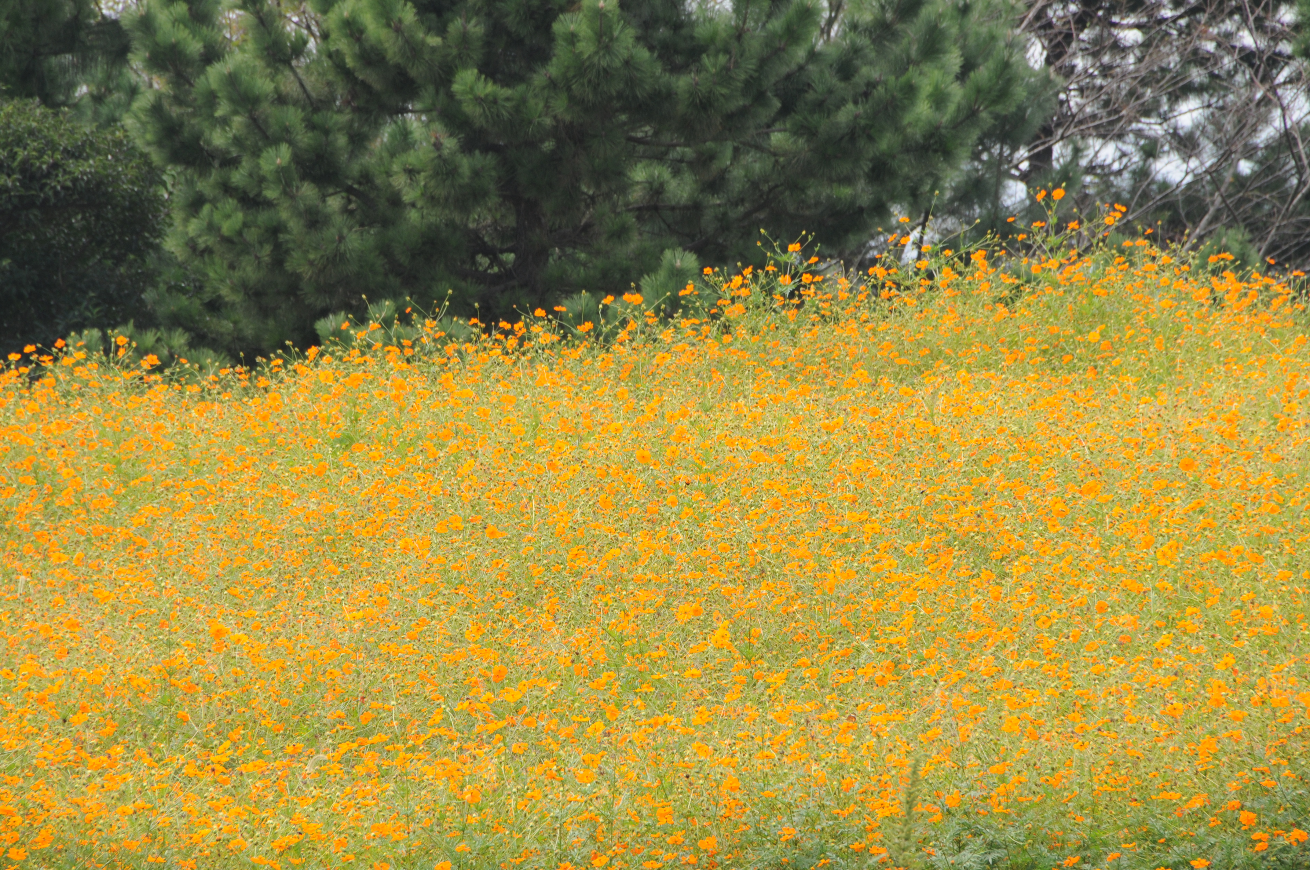 <b>D300 / AF 18-270mm F3.5-6.3 Di II VC LD Aspherical [IF] Macro / 4,288×2,848 / 1/100秒 / F11 / ±0EV / ISO200 / WB：晴天 / 270mm（405mm相当）</b>