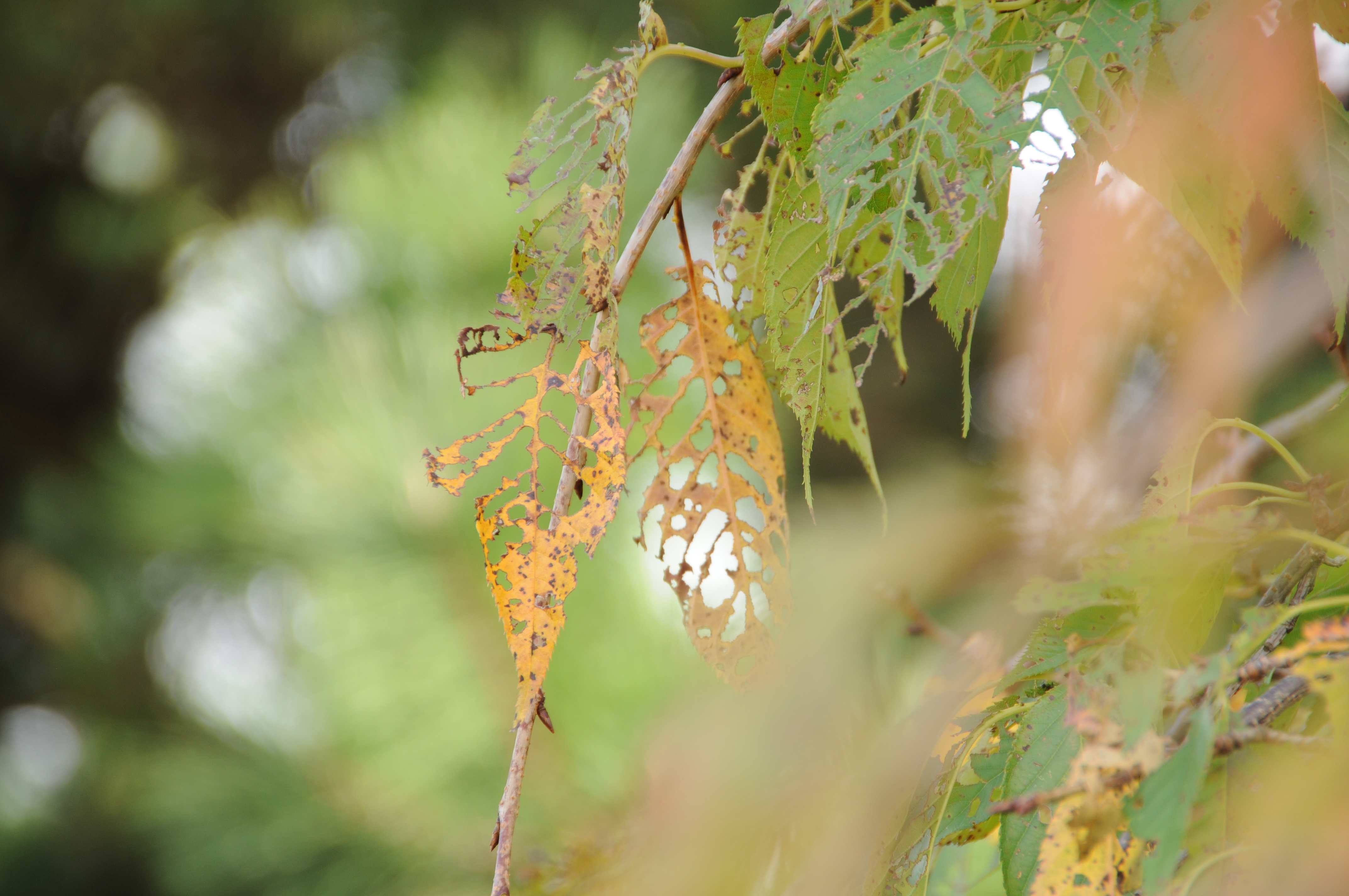 <b>D300 / 18-250mm F3.5-6.3 DC OS HSM / 4,288×2,848 / 1/60秒 / F6.3 / +0.3EV / ISO200 / WB：晴天 / 250mm（375mm相当）</b>