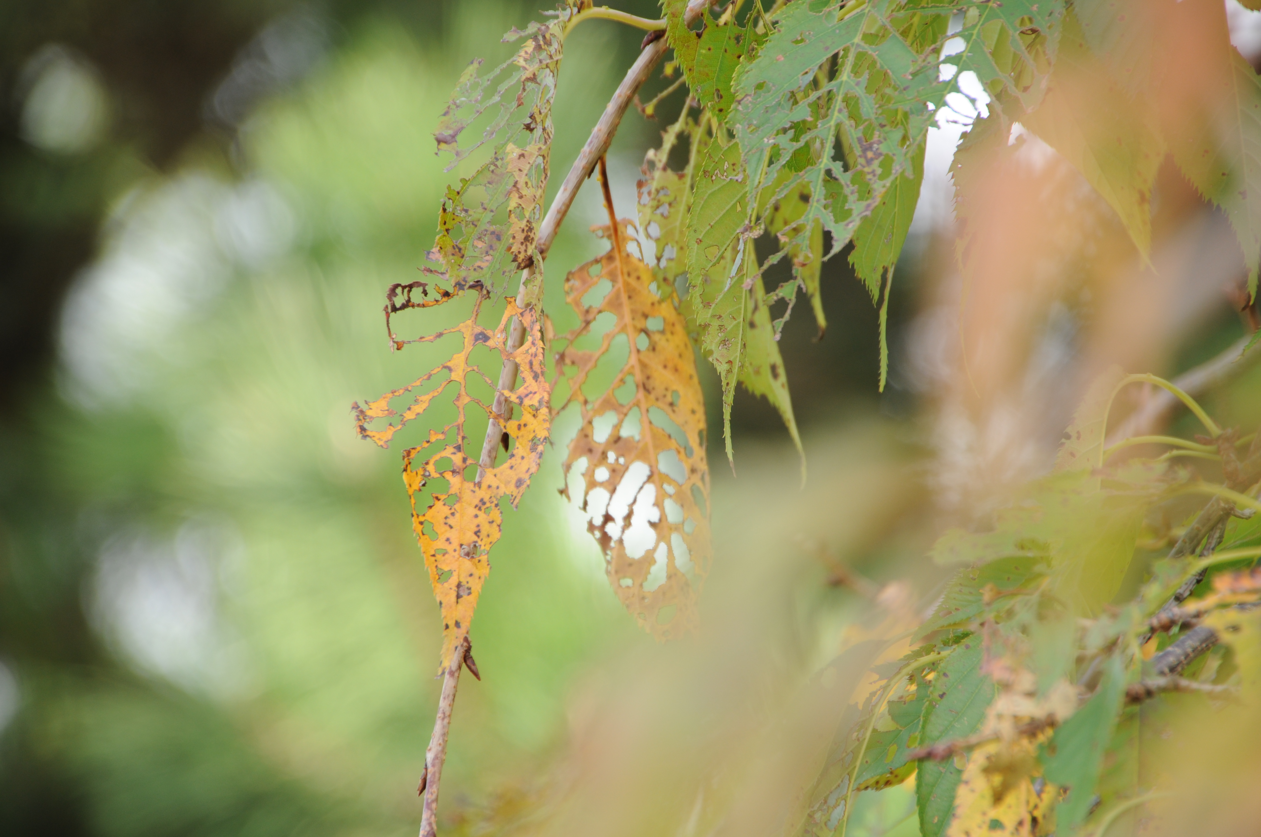 <b>D300 / AF 18-270mm F3.5-6.3 Di II VC LD Aspherical [IF] Macro / 4,288×2,848 / 1/80秒 / F6.3 / +0.7EV / ISO200 / WB：晴天 / 270mm（405mm相当）</b>