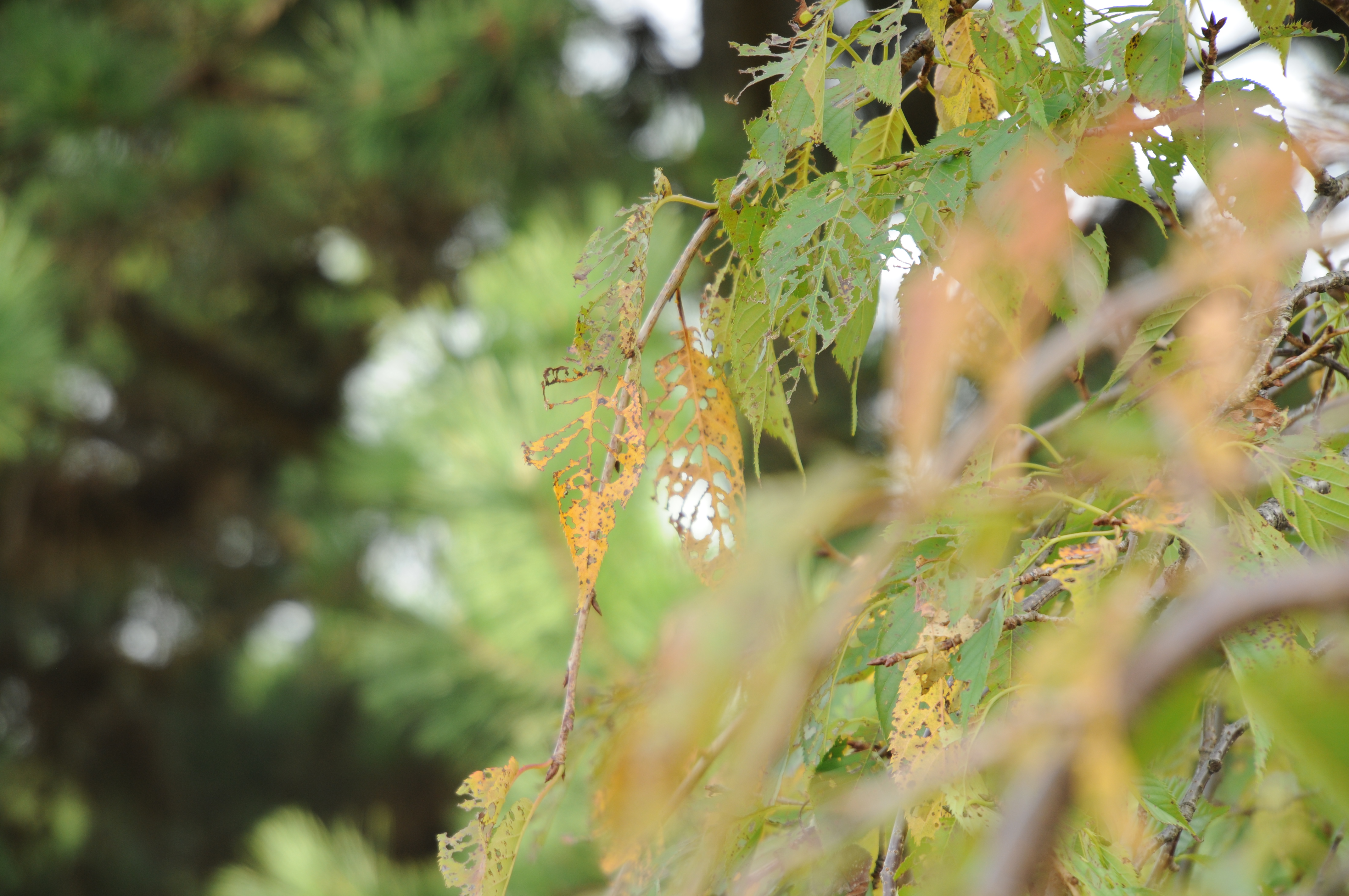 <b>D300 / AT-X 16.5-135 DX / 4,288×2,848 / 1/80秒 / F5.6 / +0.3EV / ISO200 / WB：晴天 / 135mm（203mm相当）</b>