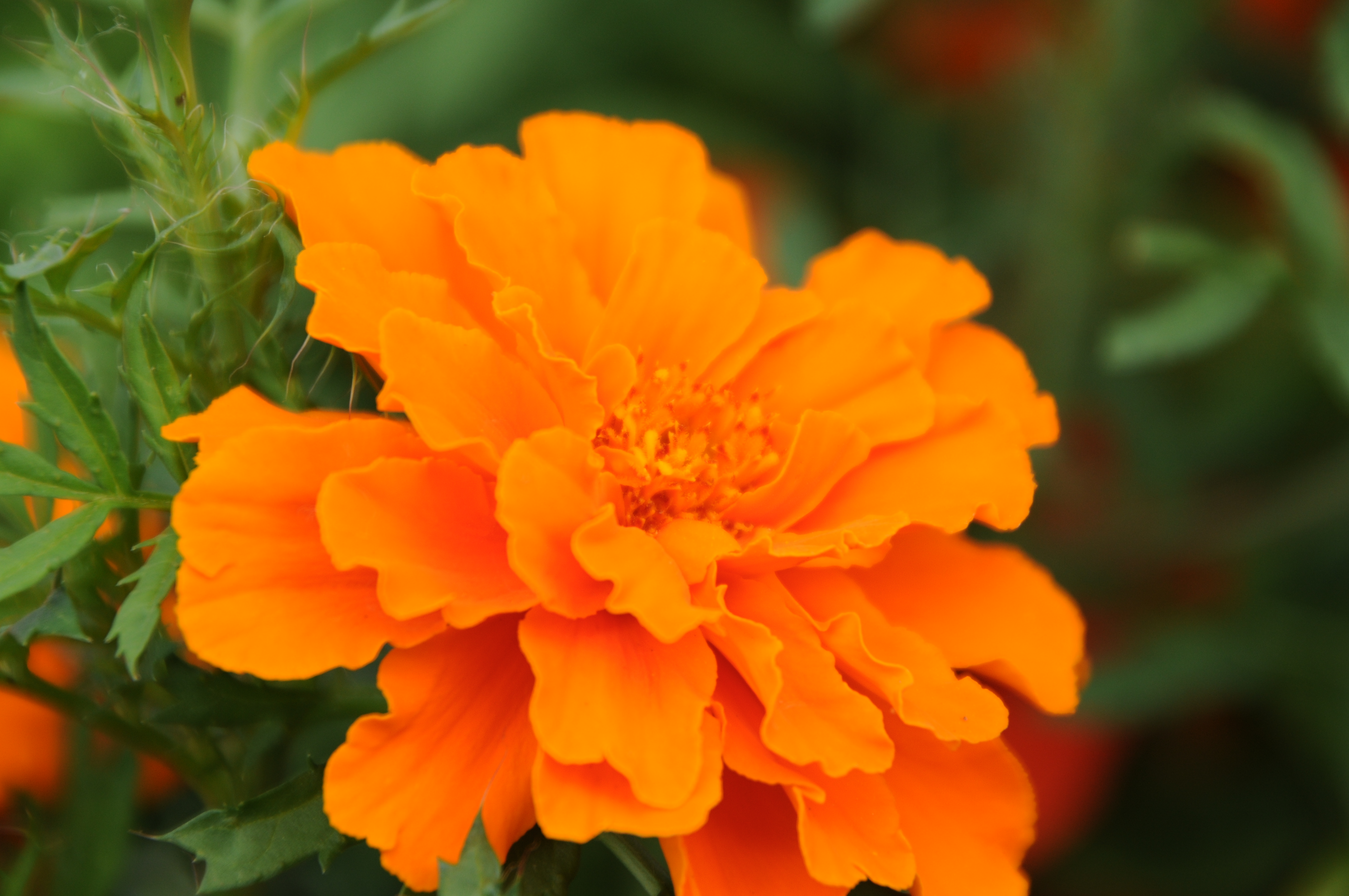 <b>D300 / AF 18-270mm F3.5-6.3 Di II VC LD Aspherical [IF] Macro / 4,288×2,848 / 1/250秒 / F6.3 / -0.3EV / ISO200 / WB：晴天 / 270mm（405mm相当）</b>