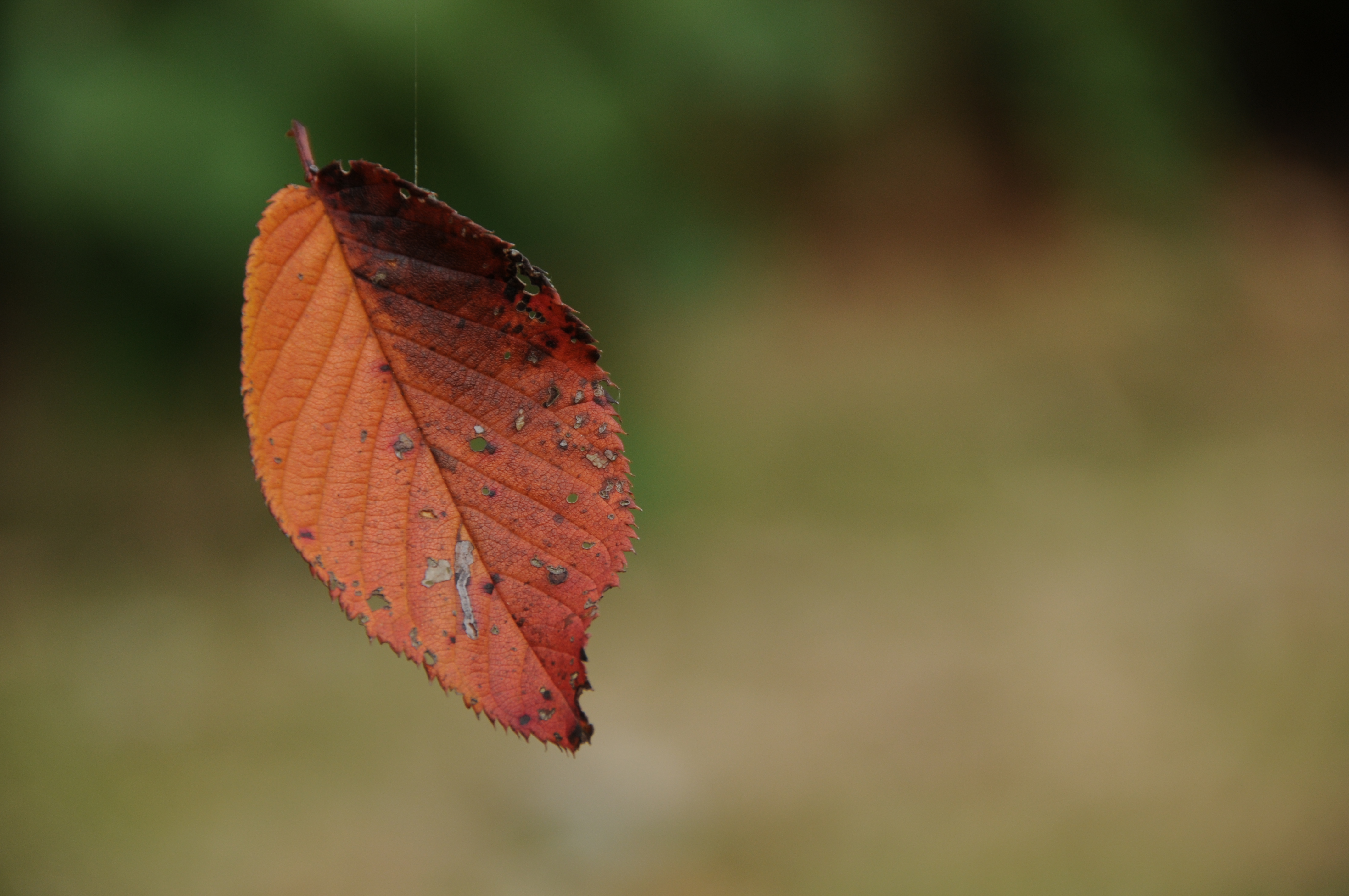 <b>D300 / AF-S DX NIKKOR 18-200mm F3.5-5.6 G ED VR II / 4,288×2,848 / 1/200秒 / F5.6 / -1.3EV / ISO200 / WB：晴天 / 200mm（300mm相当）</b>