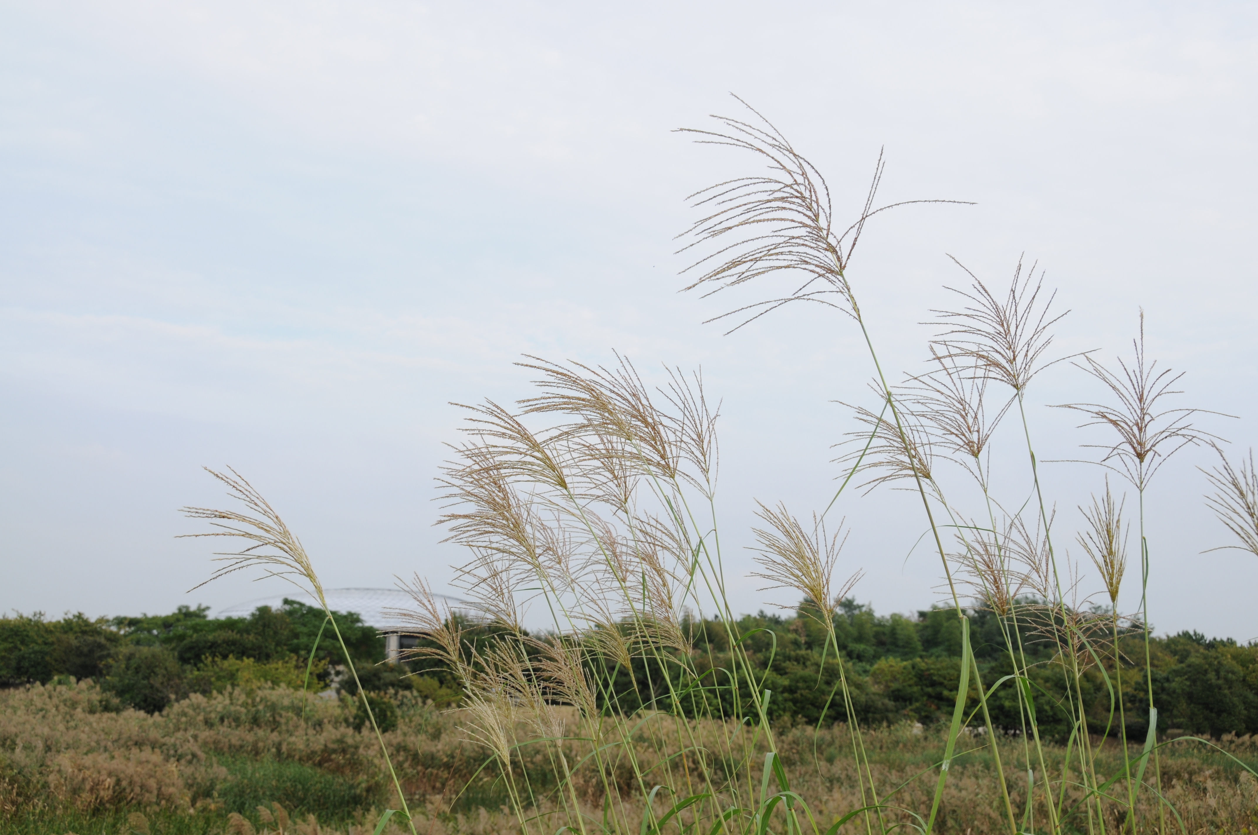 <b>D300 / AF-S DX NIKKOR 18-200mm F3.5-5.6 G ED VR II / 4,288×2,848 / 1/200秒 / F8 / +0.3EV / ISO200 / WB：晴天 / 31mm（47mm相当）</b>