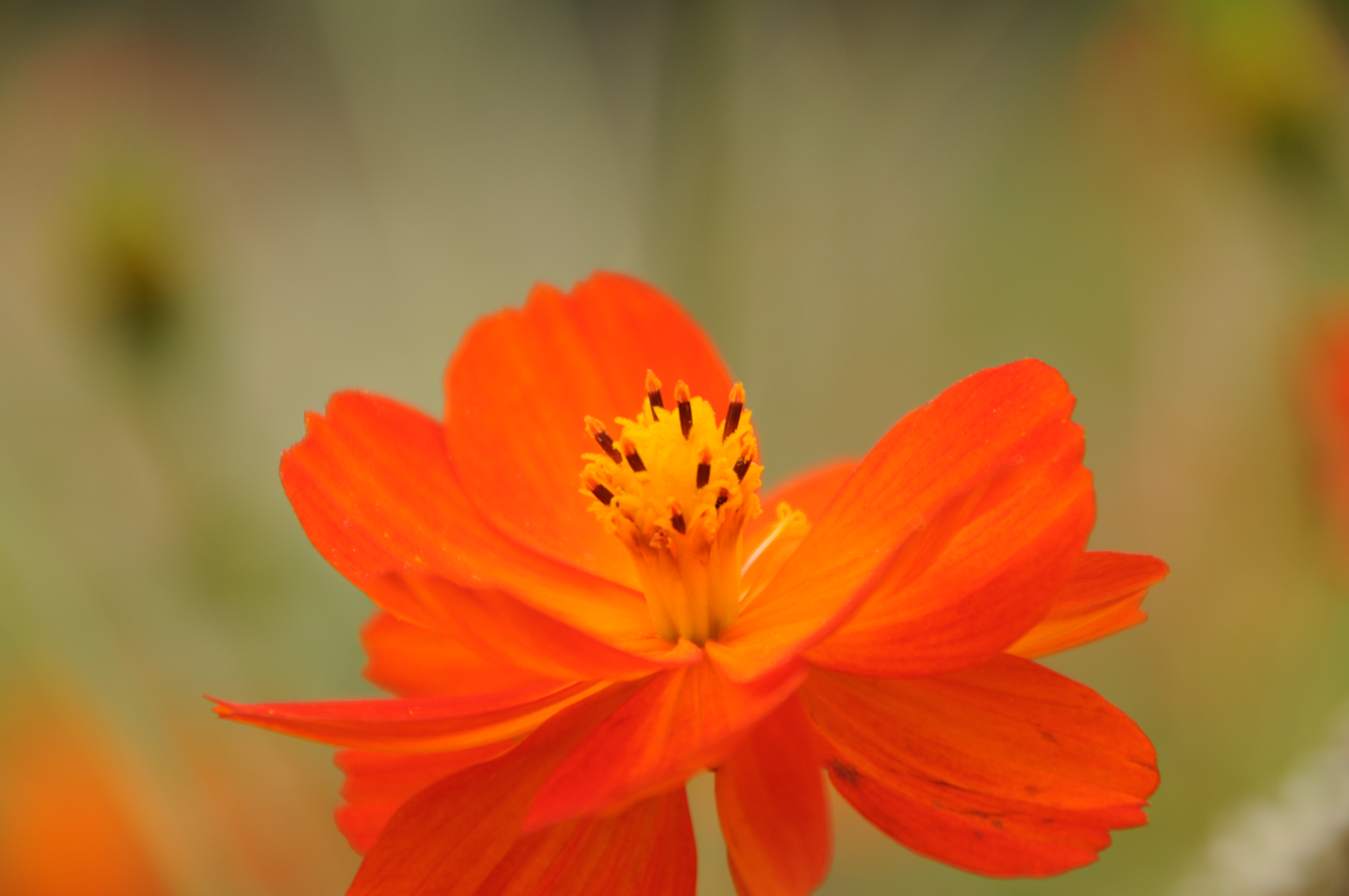 <b>D300 / AF 18-270mm F3.5-6.3 Di II VC LD Aspherical [IF] Macro / 4,288×2,848 / 1/400秒 / F6.3 / ±0EV / ISO200 / WB：晴天 / 270mm（405mm相当）</b>