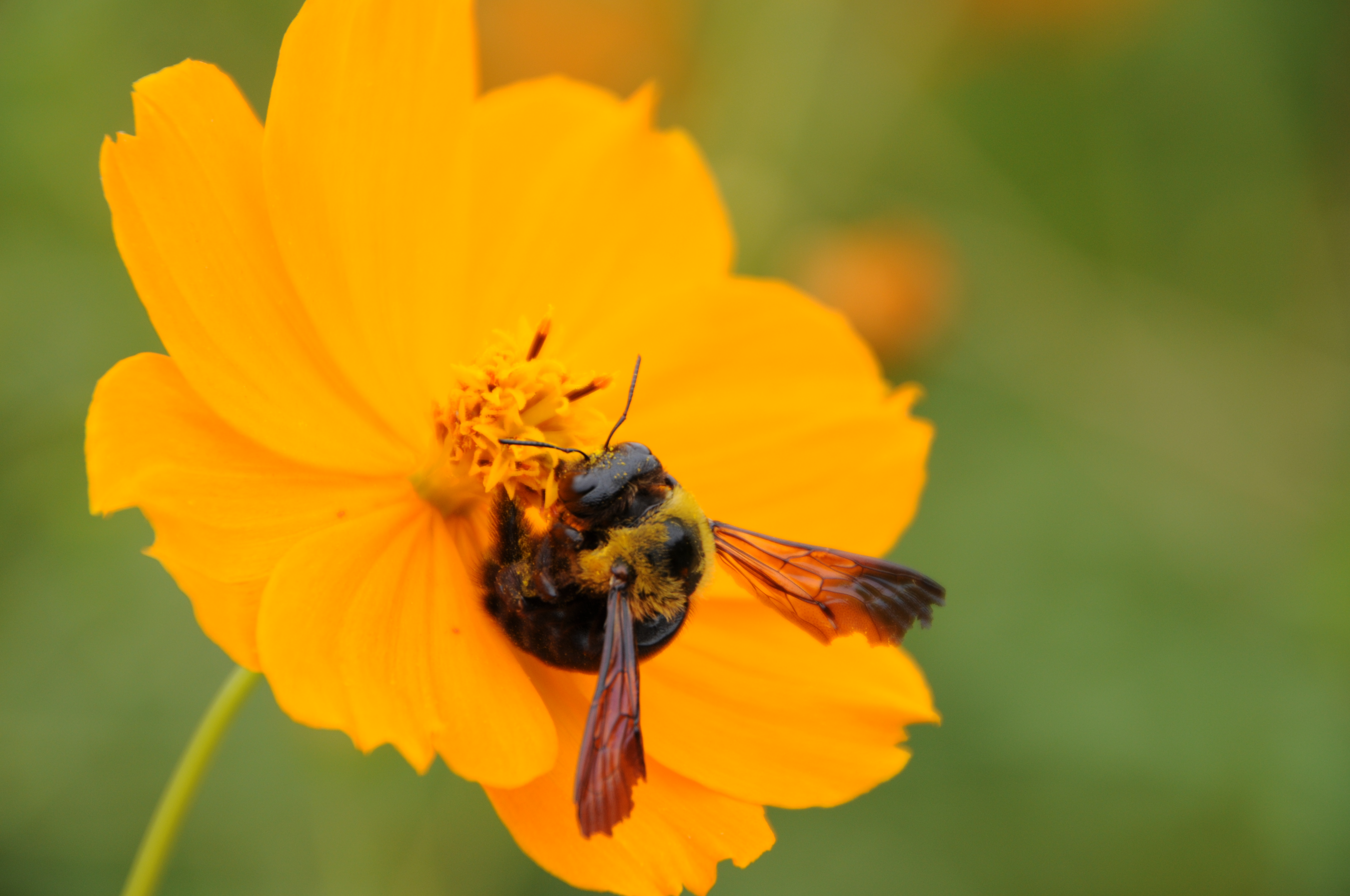 <b>D300 / AF 18-270mm F3.5-6.3 Di II VC LD Aspherical [IF] Macro / 4,288×2,848 / 1/250秒 / F6.3 / ±0EV / ISO200 / WB：晴天 / 270mm（405mm相当）</b>