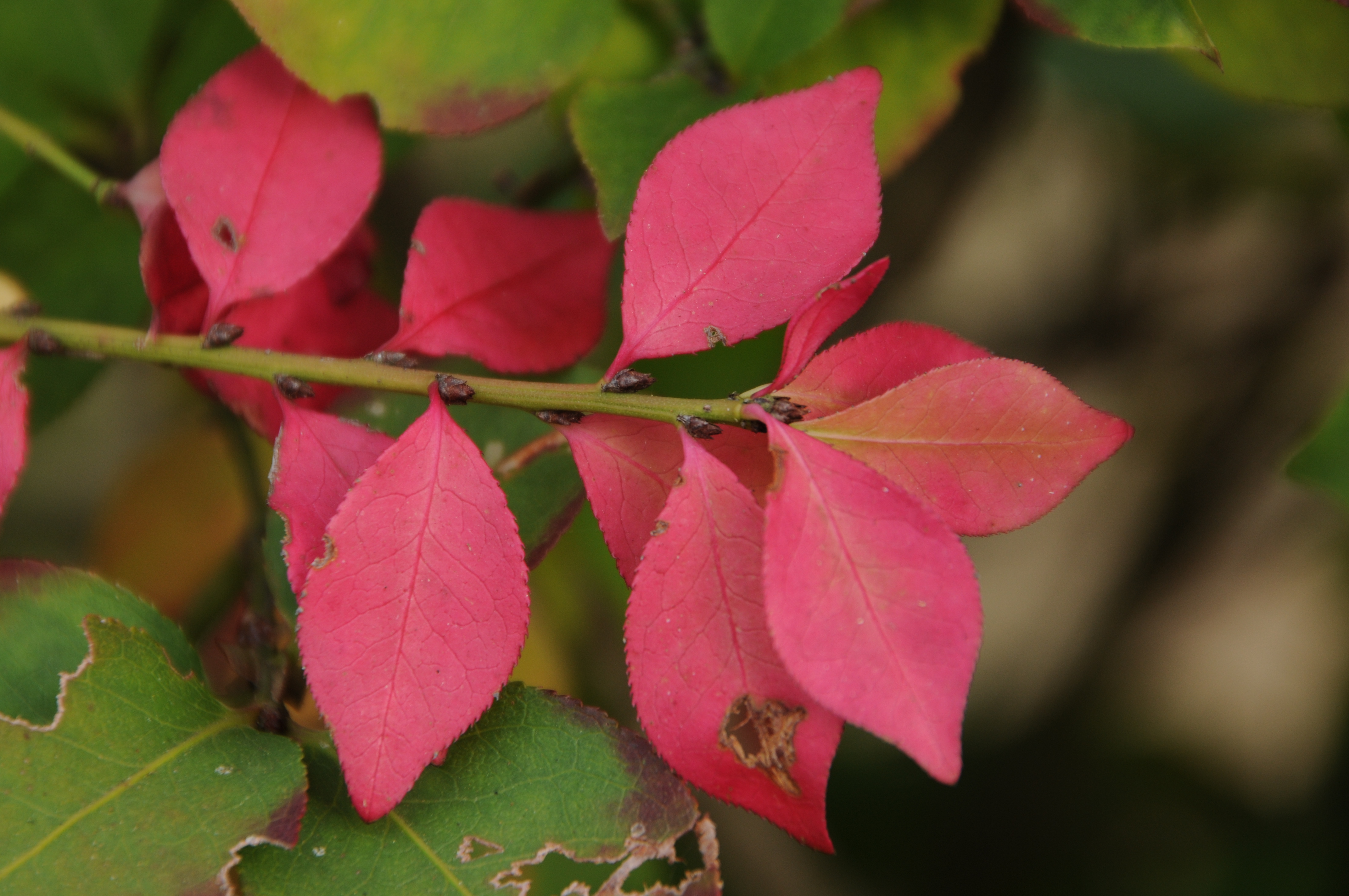 <b>D300 / AF 18-270mm F3.5-6.3 Di II VC LD Aspherical [IF] Macro / 4,288×2,848 / 1/100秒 / F8 / -0.7EV / ISO200 / WB：晴天 / 270mm（405mm相当）</b>