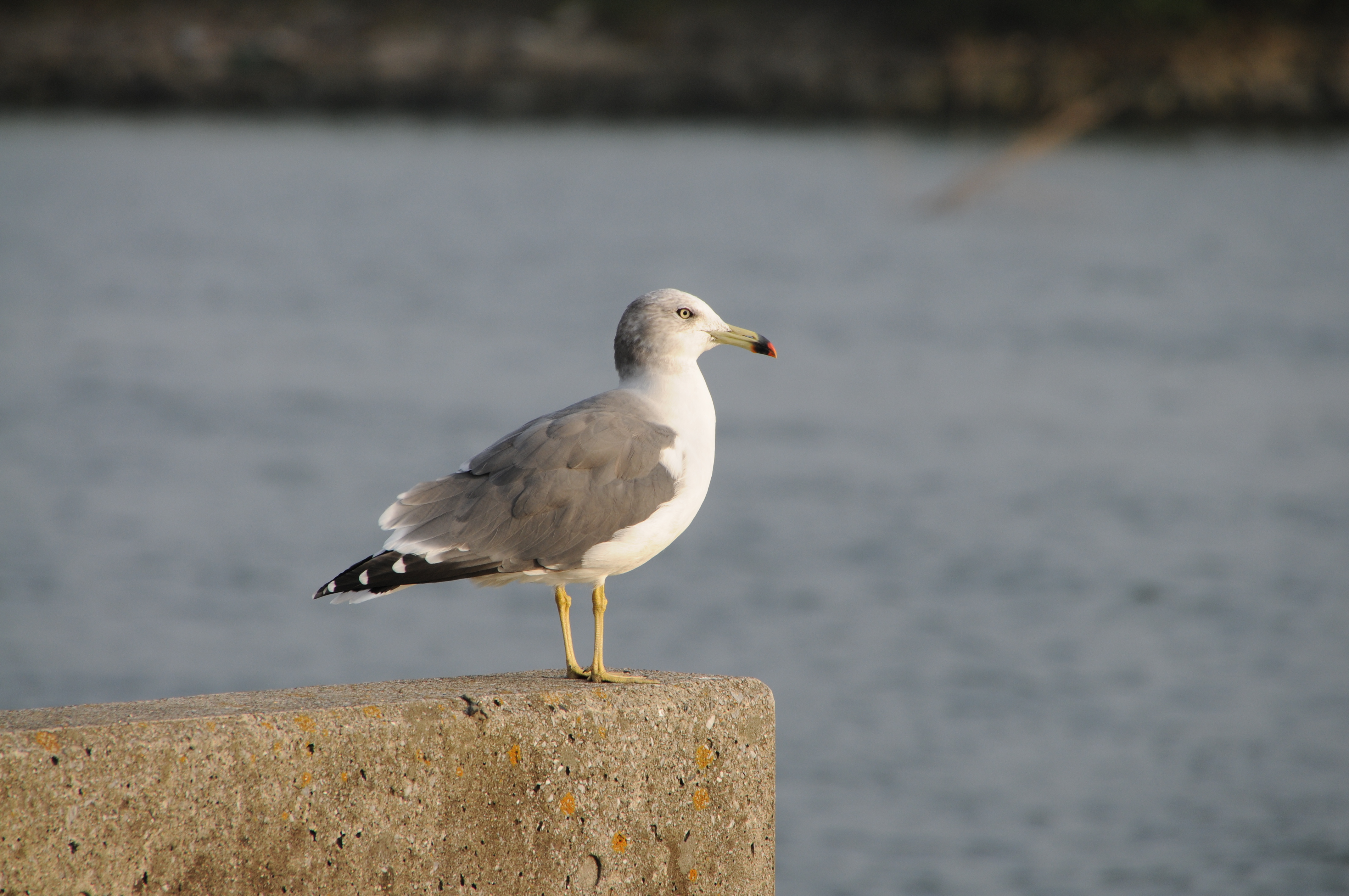 <b>D300 / AF 18-270mm F3.5-6.3 Di II VC LD Aspherical [IF] Macro / 4,288×2,848 / 1/320秒 / F8 / ±0EV / ISO200 / WB：晴天 / 270mm（405mm相当）</b>