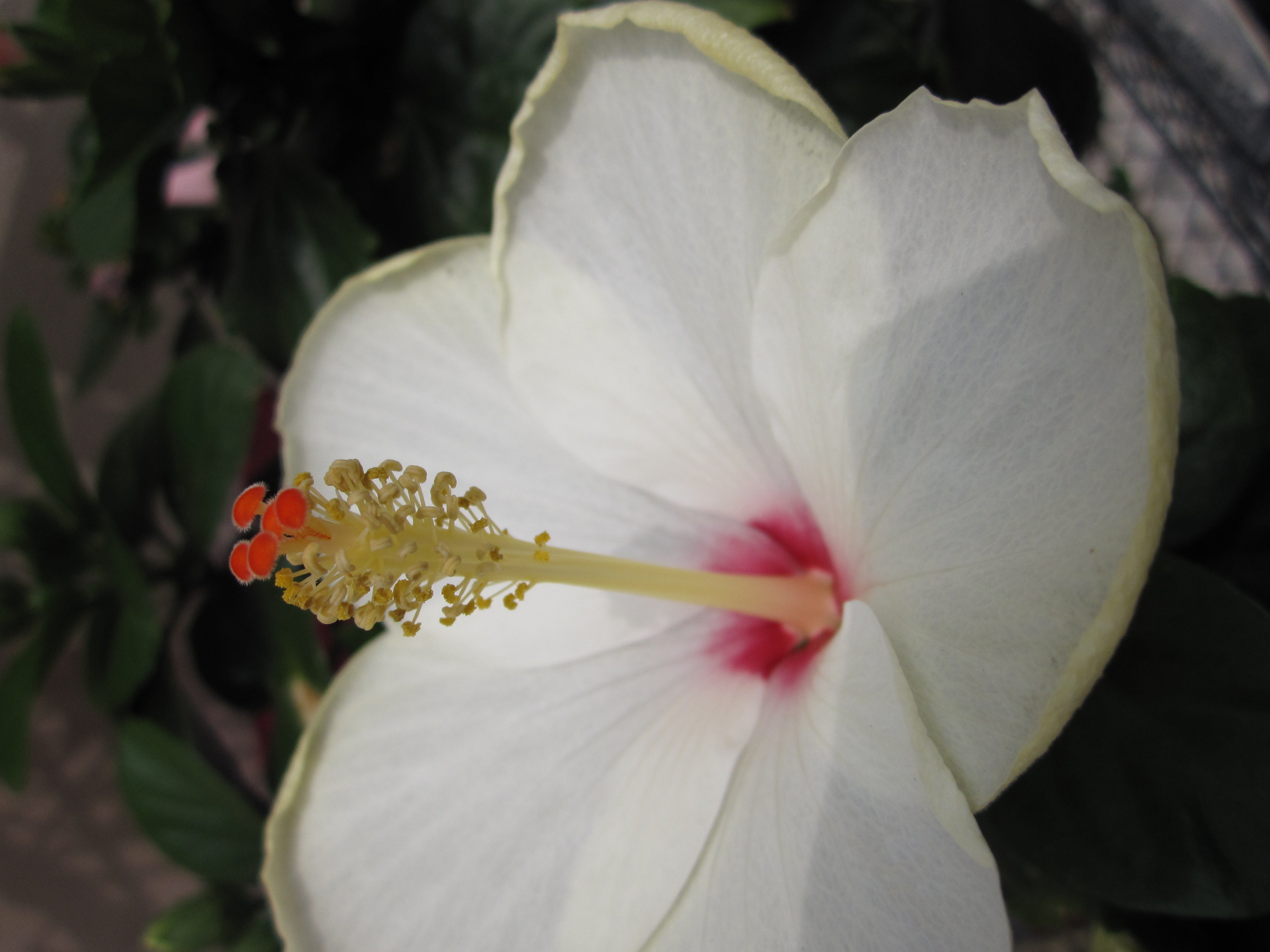 <b>IXY DIGITAL 220 IS / 3,000×4,000 / 1/250秒 / F8 / 0EV / ISO80 / プログラムAE / WB:オート / 5mm</b>