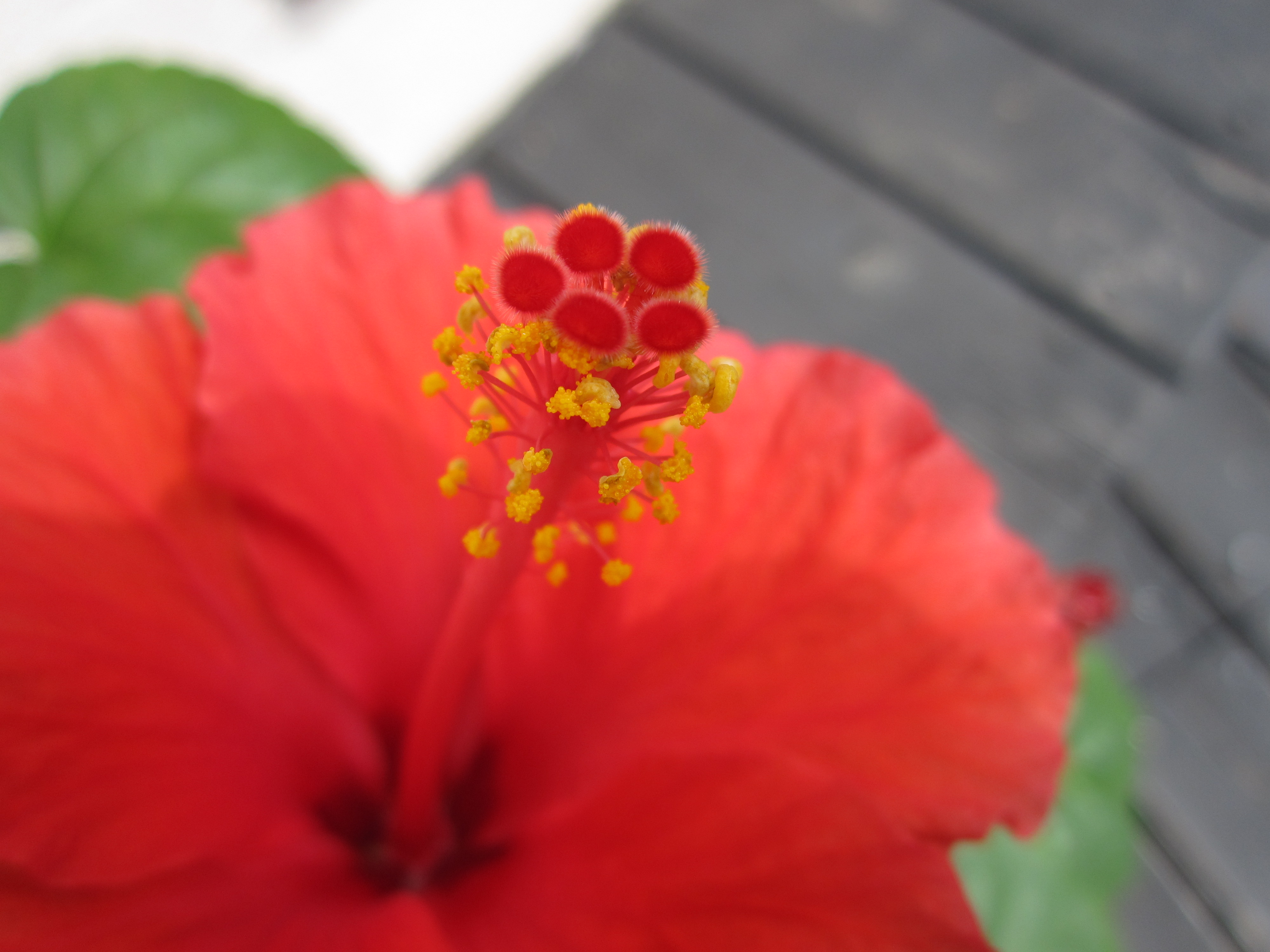 <b>IXY DIGITAL 220 IS / 3,000×4,000 / 1/400秒 / F2.8 / 0EV / ISO80 / プログラムAE / WB:オート / 5mm</b>