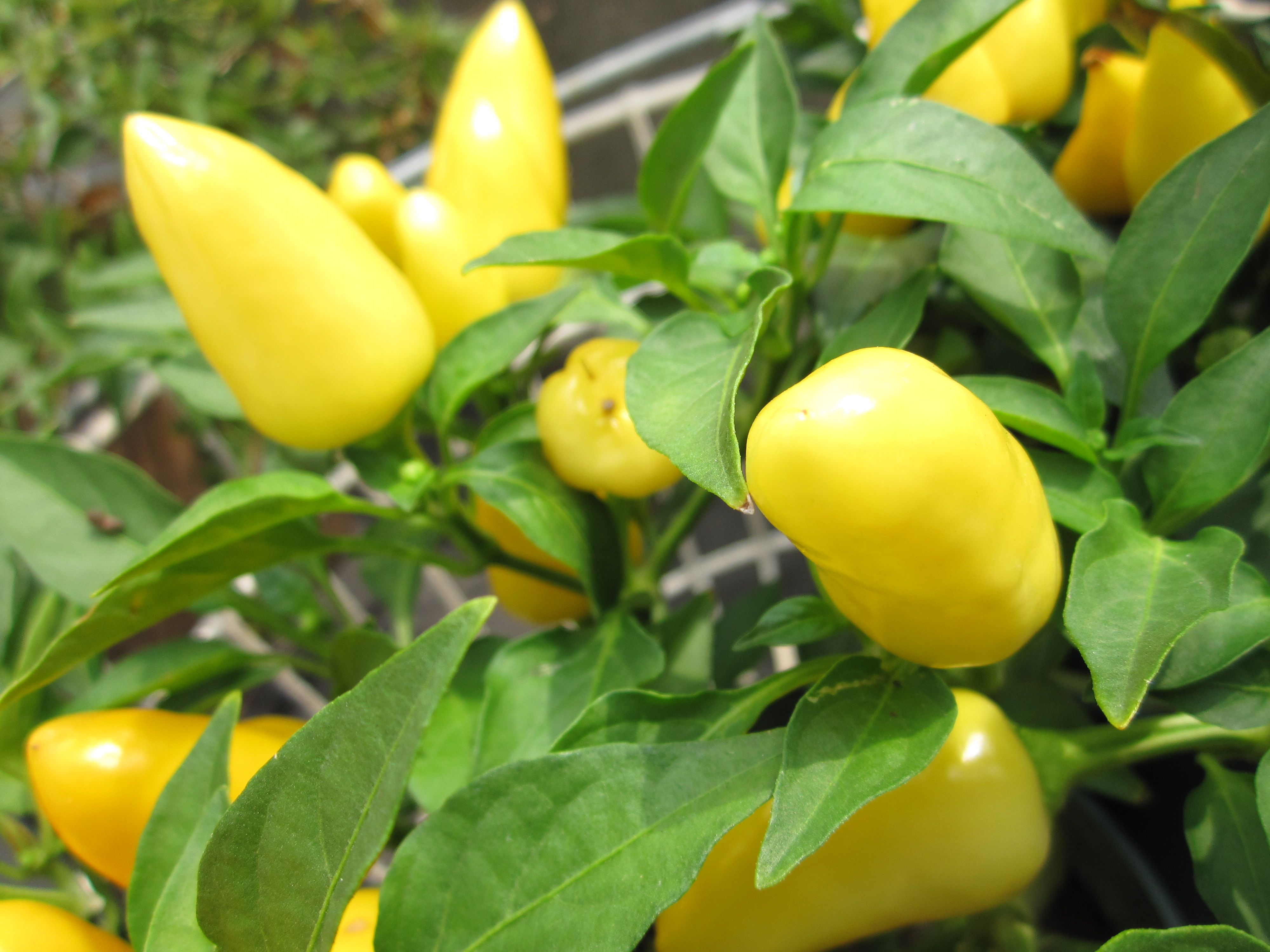 <b>IXY DIGITAL 220 IS / 4,000×3,000 / 1/400秒 / F2.8 / +0.7EV / ISO80 / プログラムAE / WB:オート / 5mm</b>