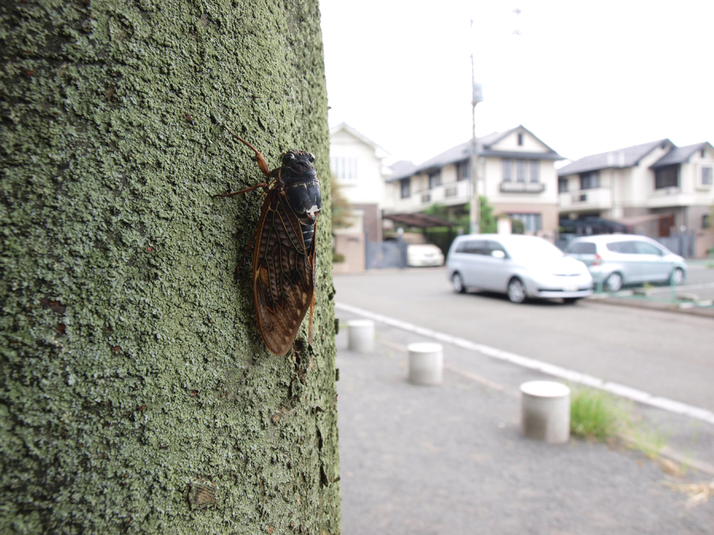 <b>ノーマル状態、最大倍率</b>