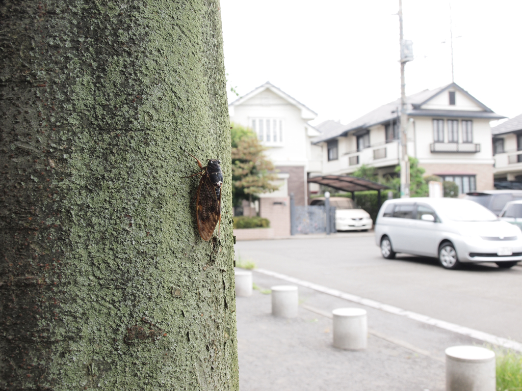 <b>マクロアダプター使用、最小倍率</b>