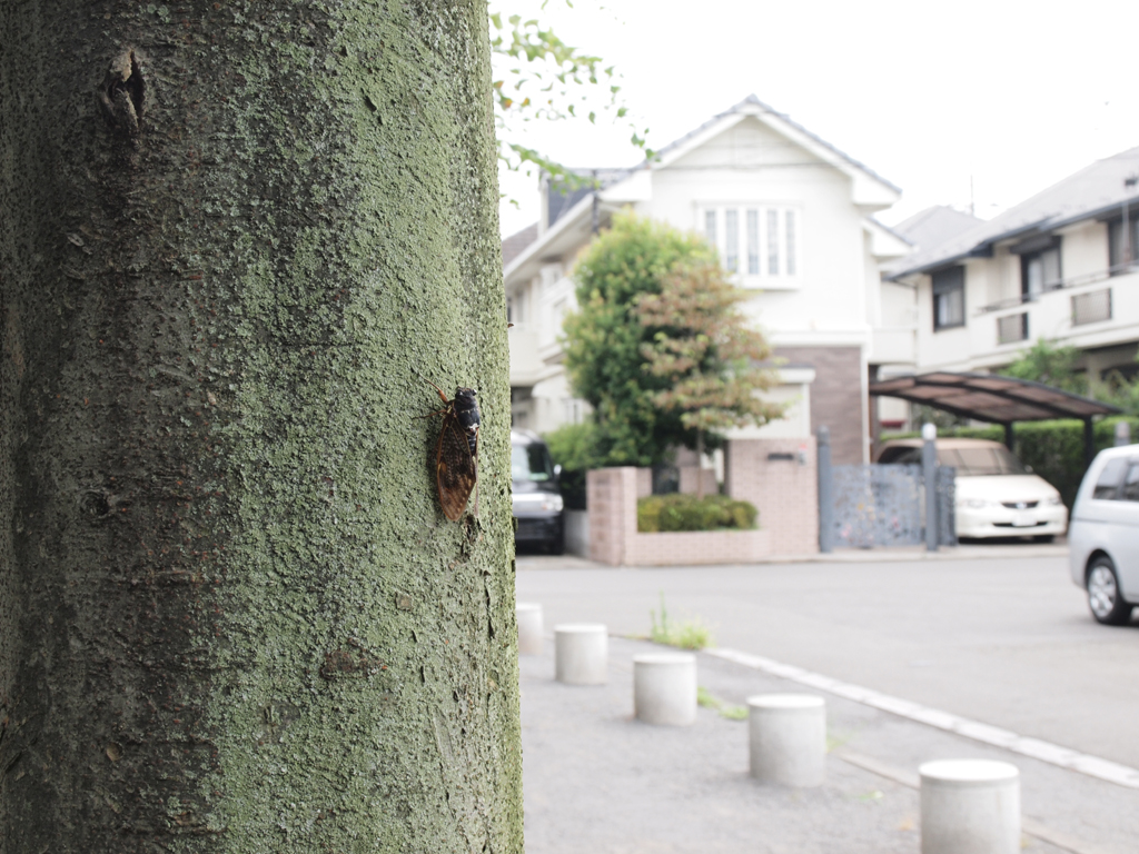 <b>マクロアダプター使用、最小倍率</b>