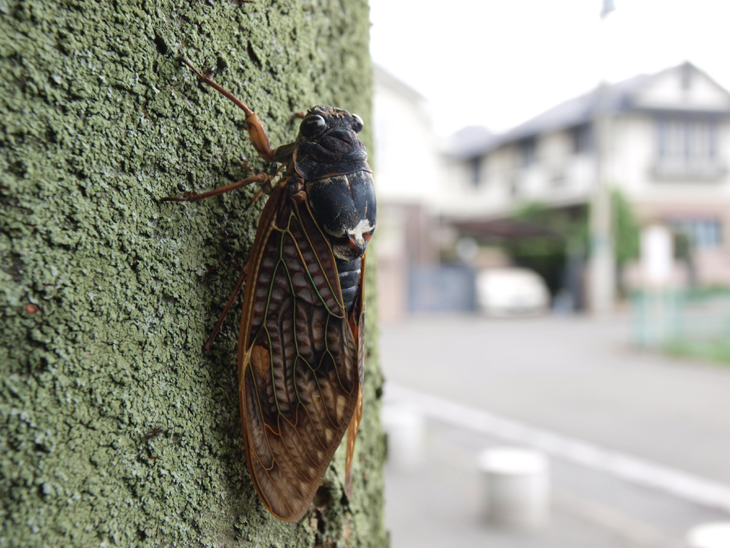 <b>ノーマル状態、最大倍率</b>