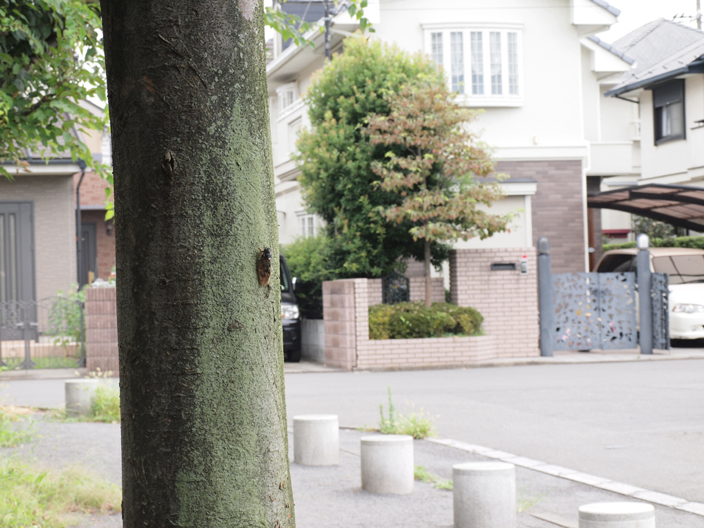 <b>マクロアダプター使用、最小倍率</b>