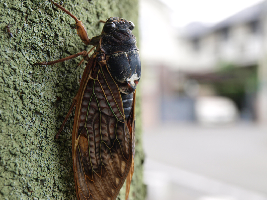 <b>ノーマル状態、最大倍率</b>