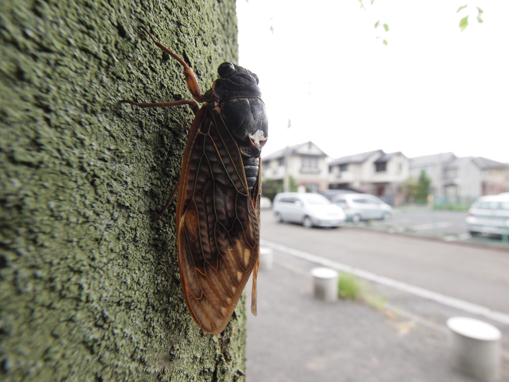 <b>マクロアダプター使用、最大倍率</b>