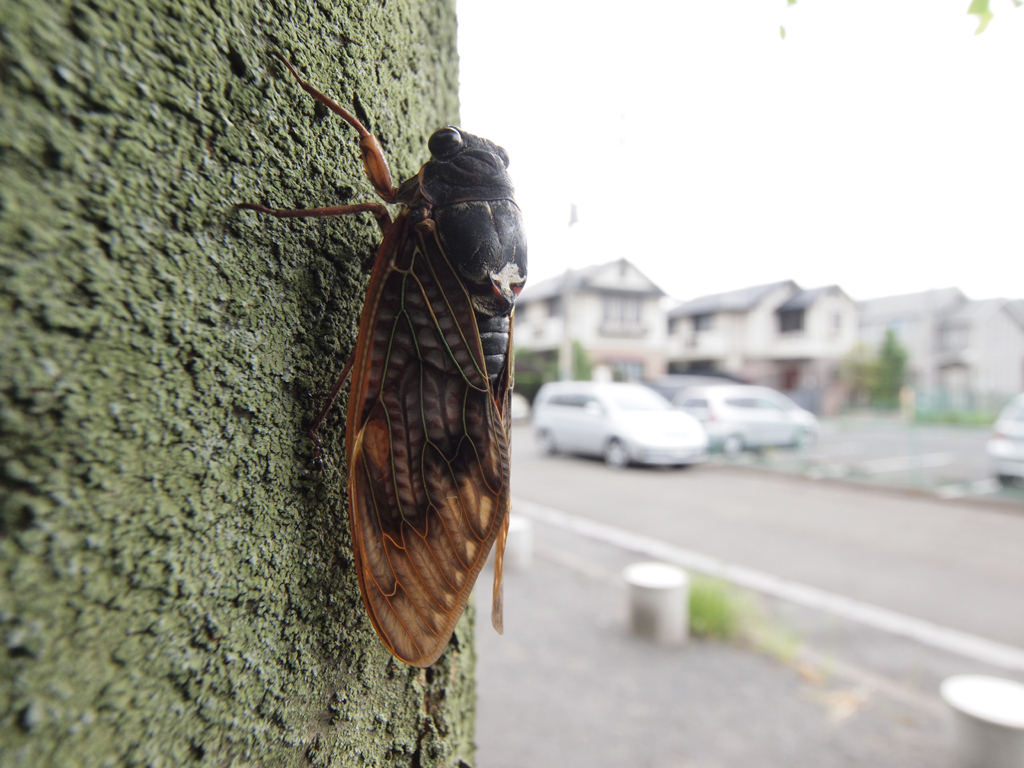 <b>マクロアダプター使用、最大倍率</b>