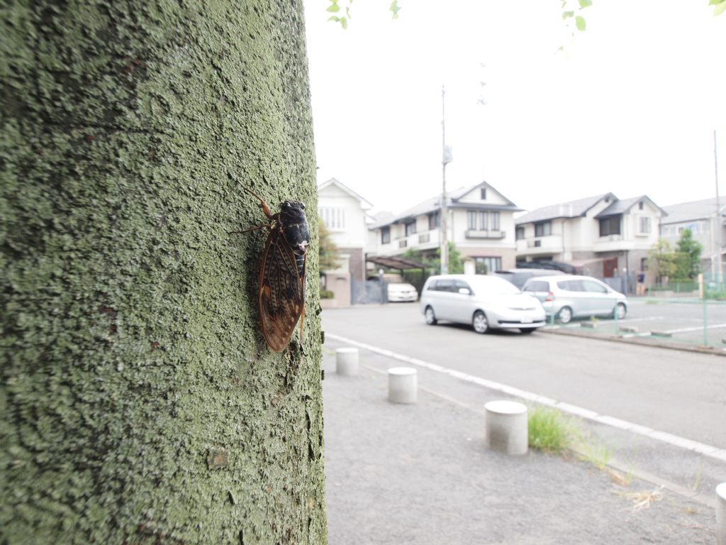 <b>マクロアダプター使用、最小倍率</b>