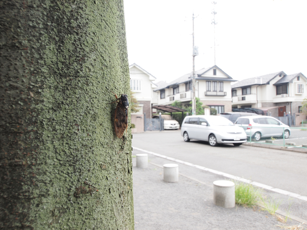 <b>マクロアダプター使用、最小倍率</b>