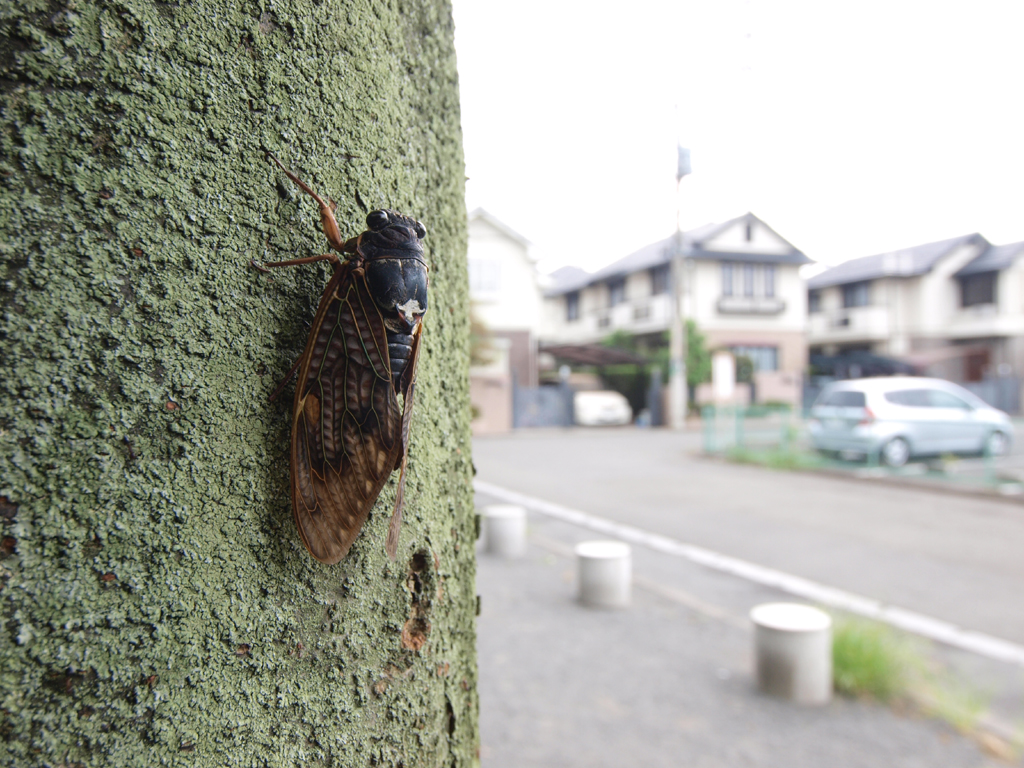 <b>ノーマル状態、最大倍率</b>