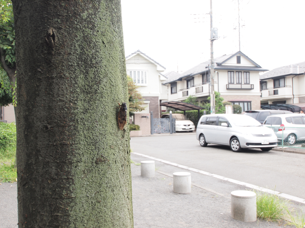 <b>マクロアダプター使用、最小倍率</b>